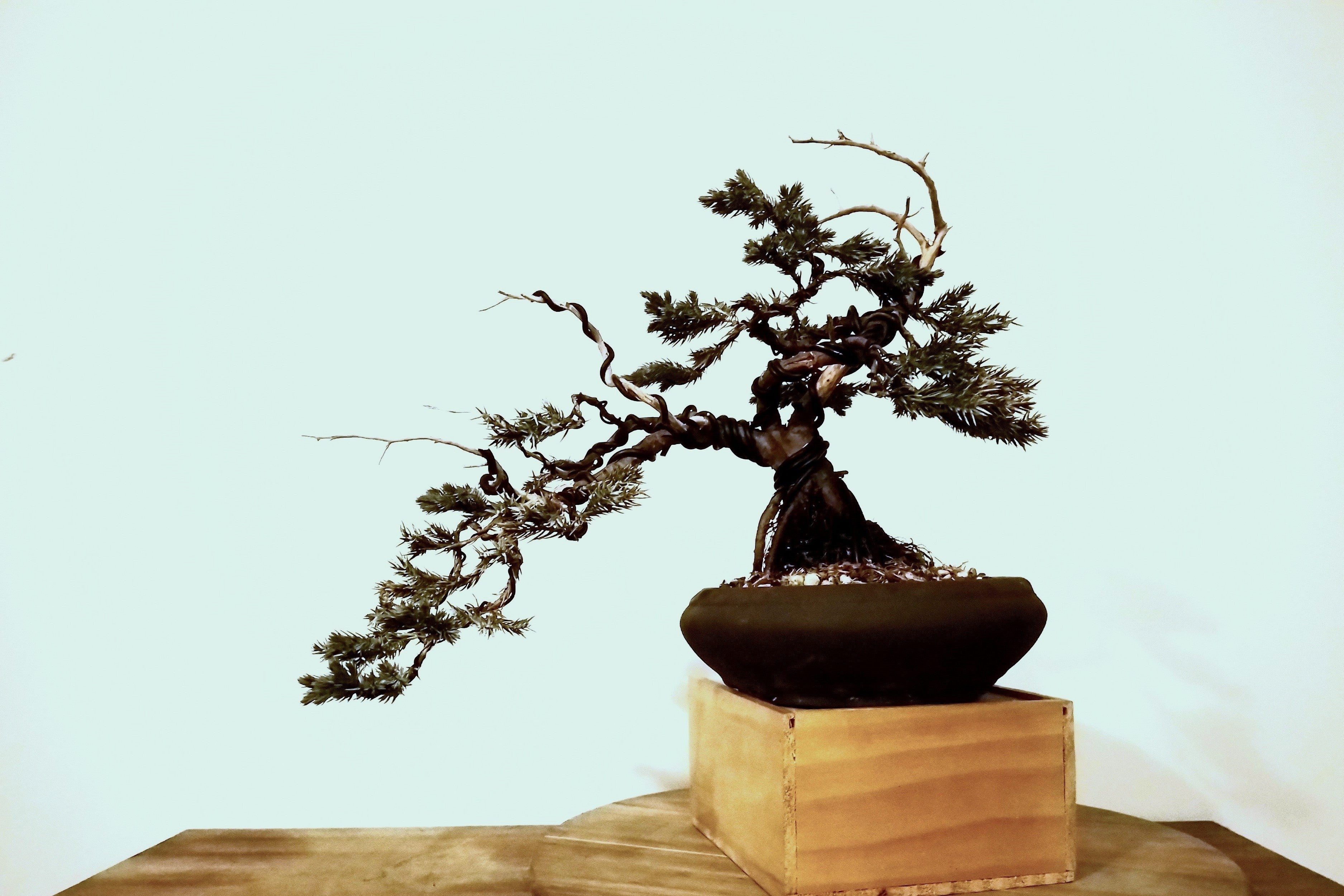 Bonsai Trees