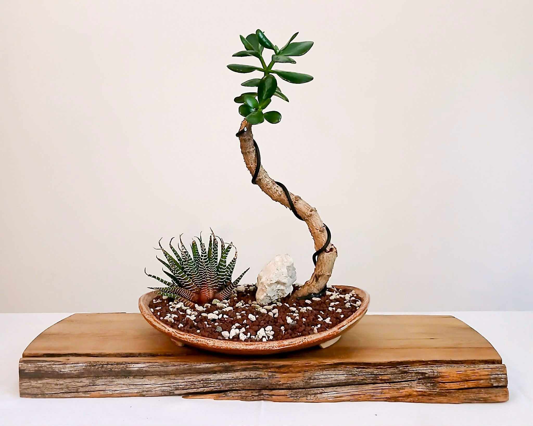 Indoor Bonsai Trees