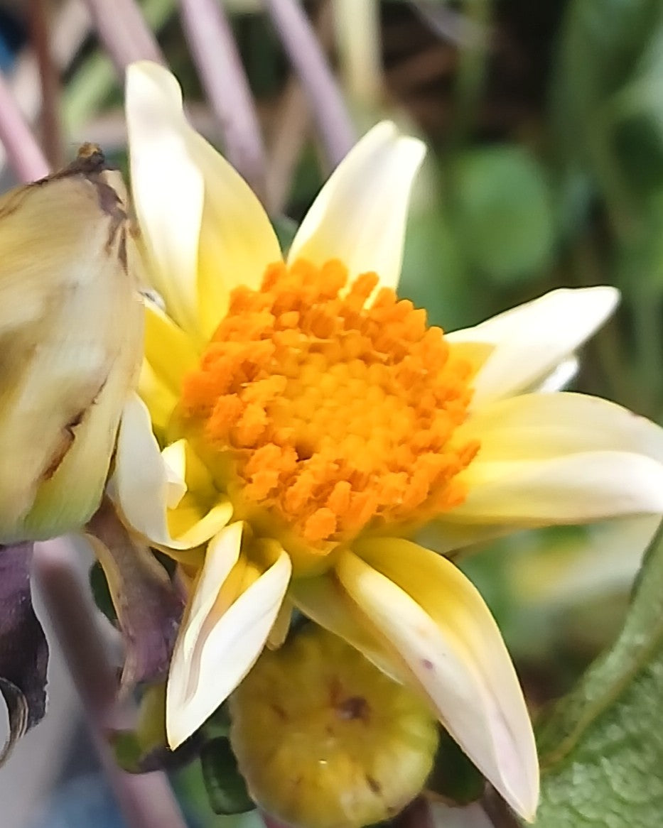 Dahlia 'Yellow Surprise' — Yellow/ White— Established Rootstock 2L - The Plant Warehouse NZ