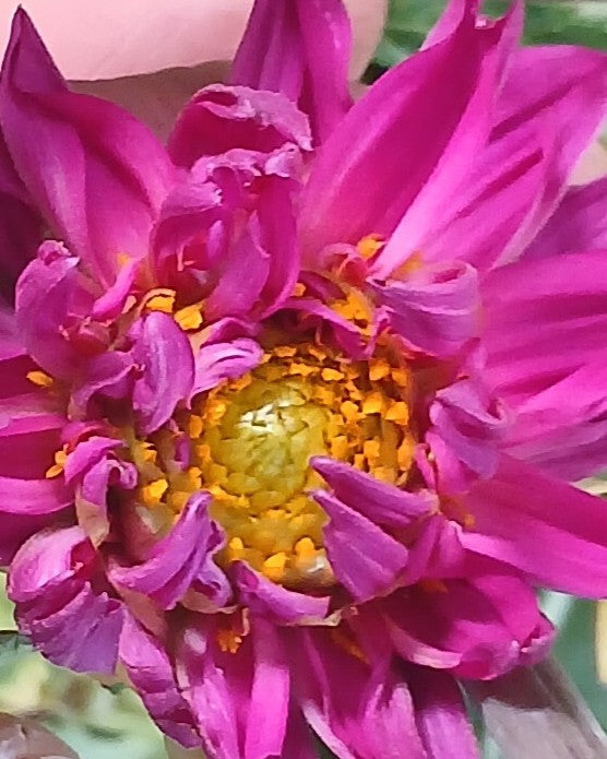 Dahlia 'Ferncliff Ebony' — Deep Magenta — Established Rootstock 2L - The Plant Warehouse NZ