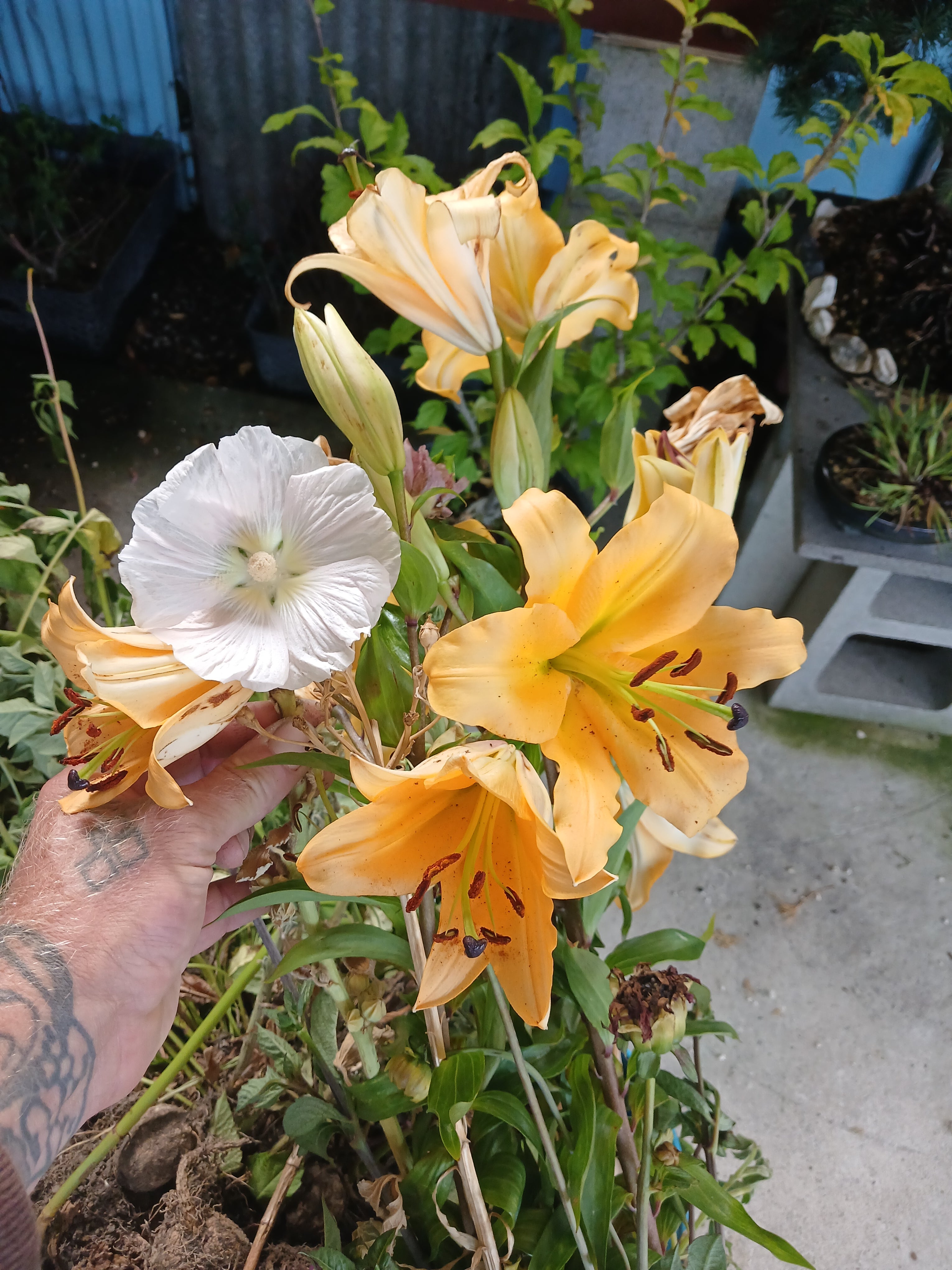 Alstroemeria (Peruvian Lily) — Apricot Orange — Established Rootstock 2L - The Plant Warehouse NZ