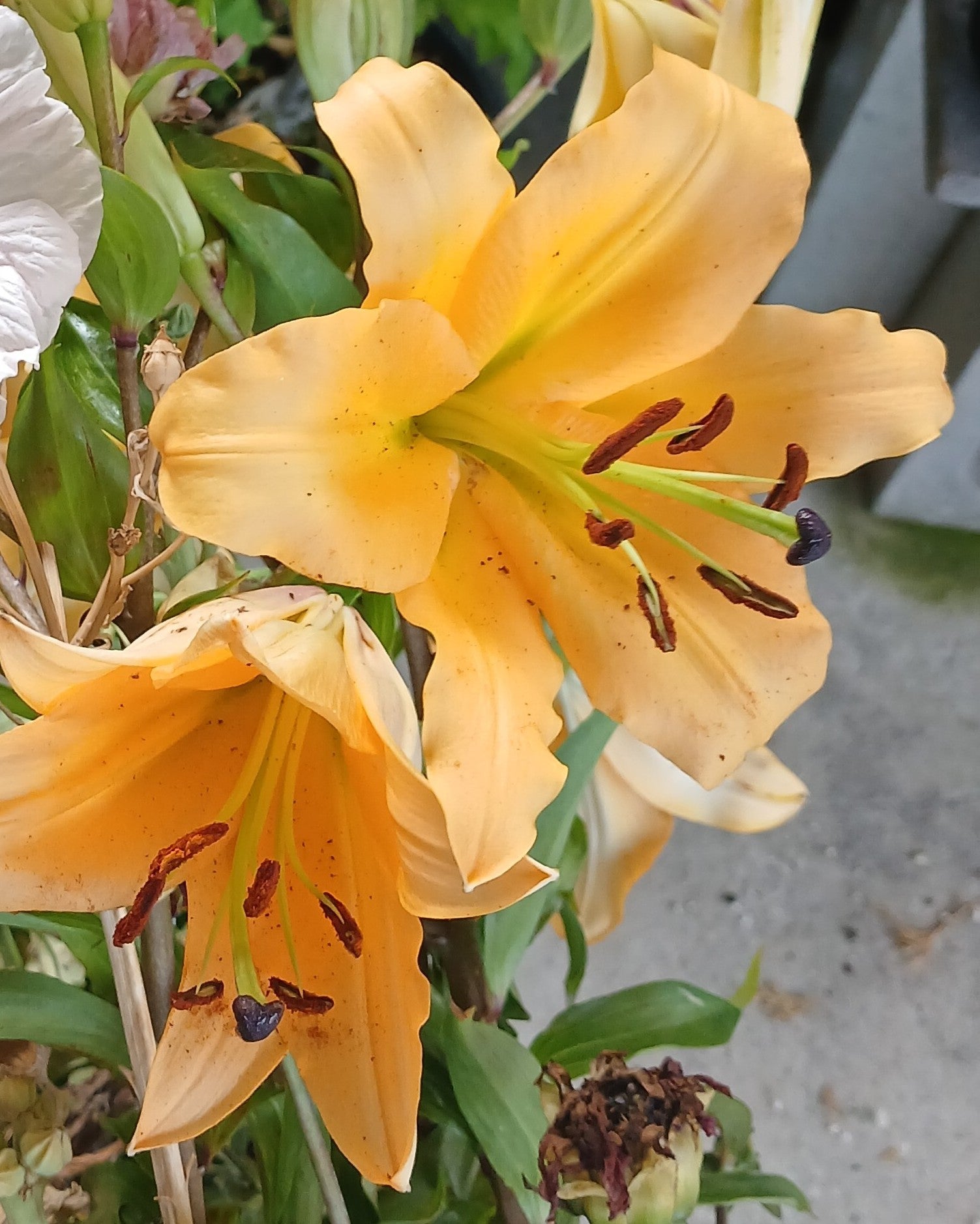 Alstroemeria (Peruvian Lily) — Apricot Orange — Established Rootstock 2L - The Plant Warehouse NZ