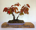 Cherry Blossom - The Plant Warehouse NZ