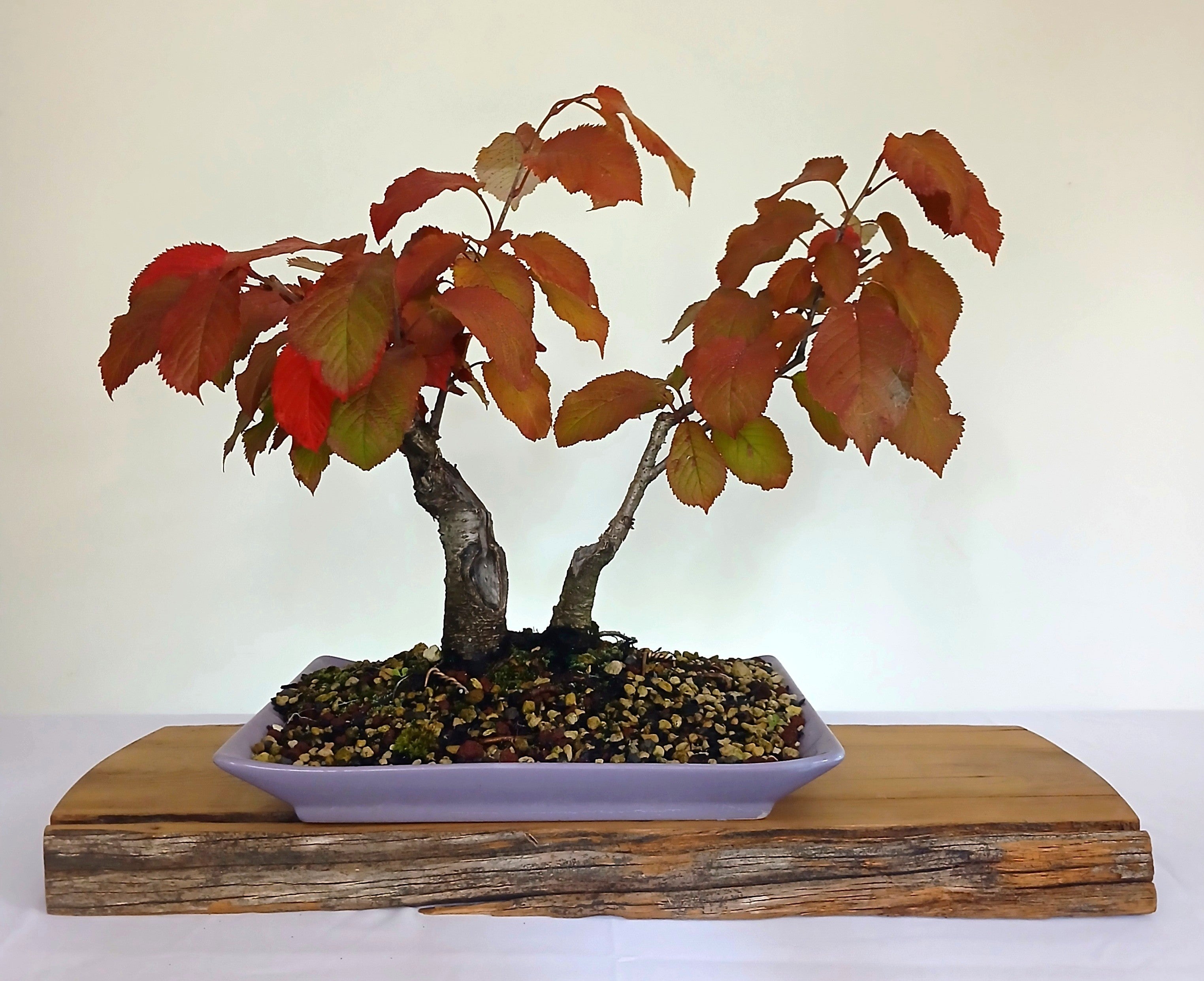 Cherry Blossom - The Plant Warehouse NZ