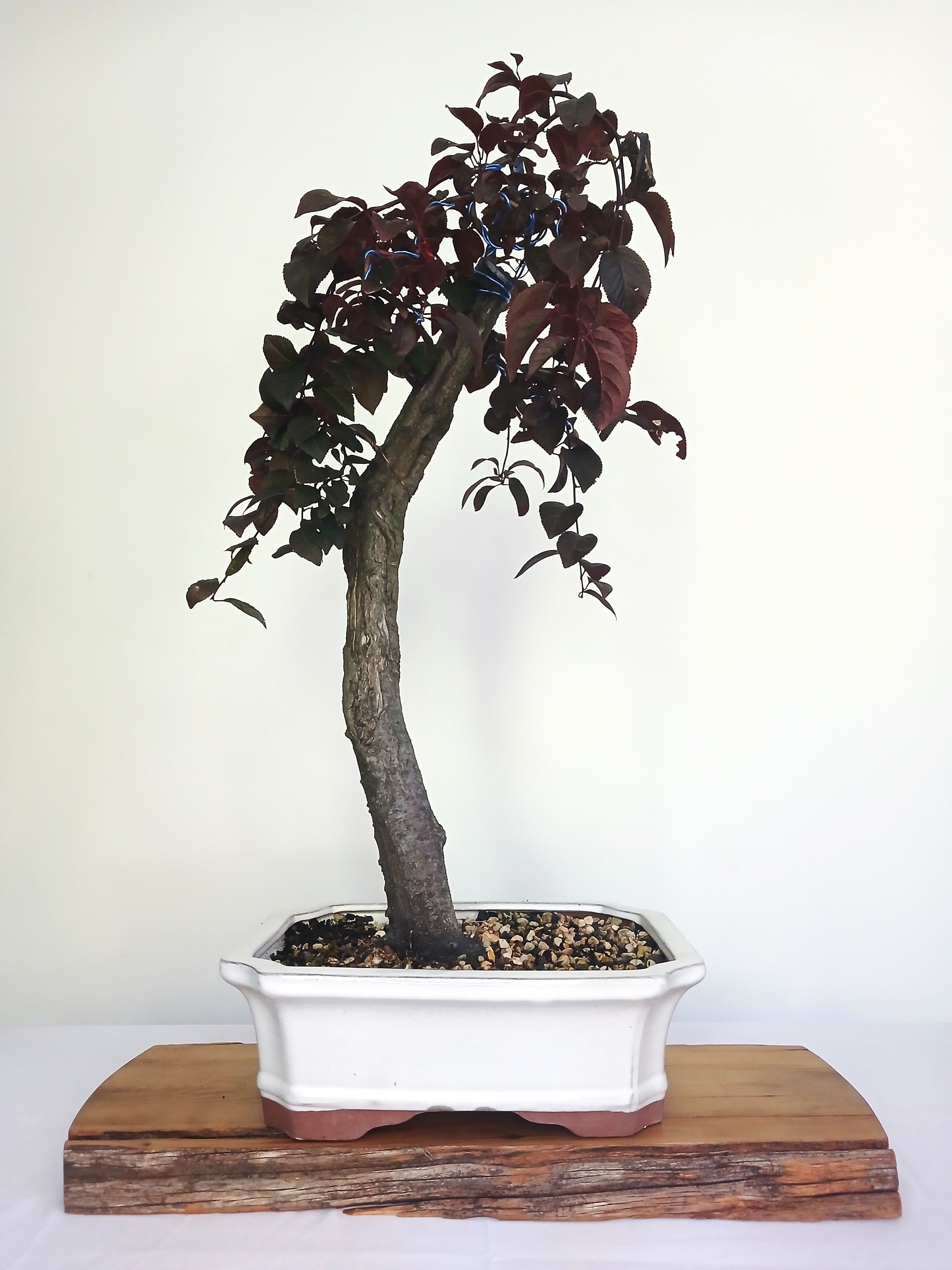 Bonsai Tree Cherry Plum - The Plant Warehouse NZ