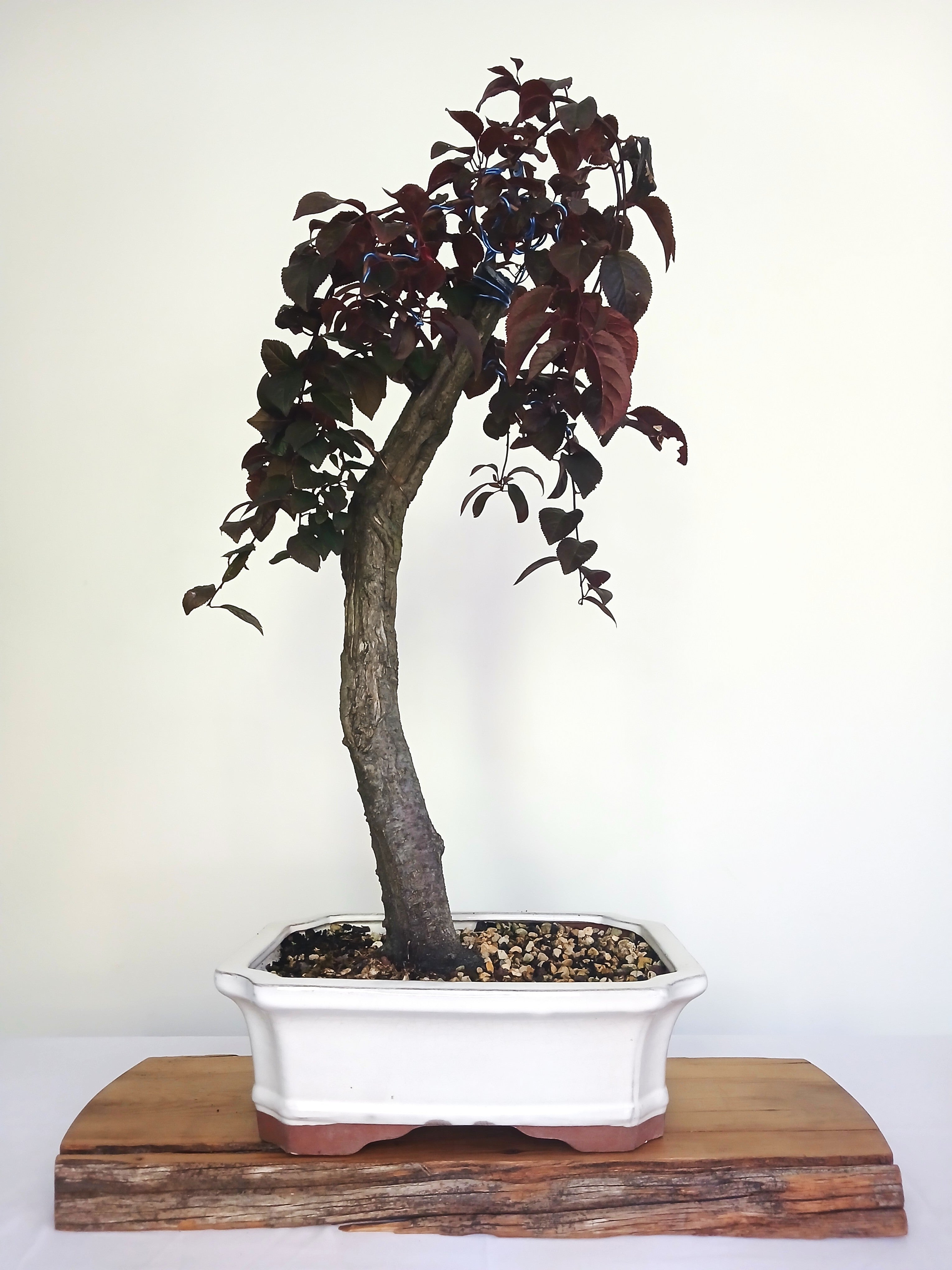 Bonsai Tree Cherry Plum - The Plant Warehouse NZ