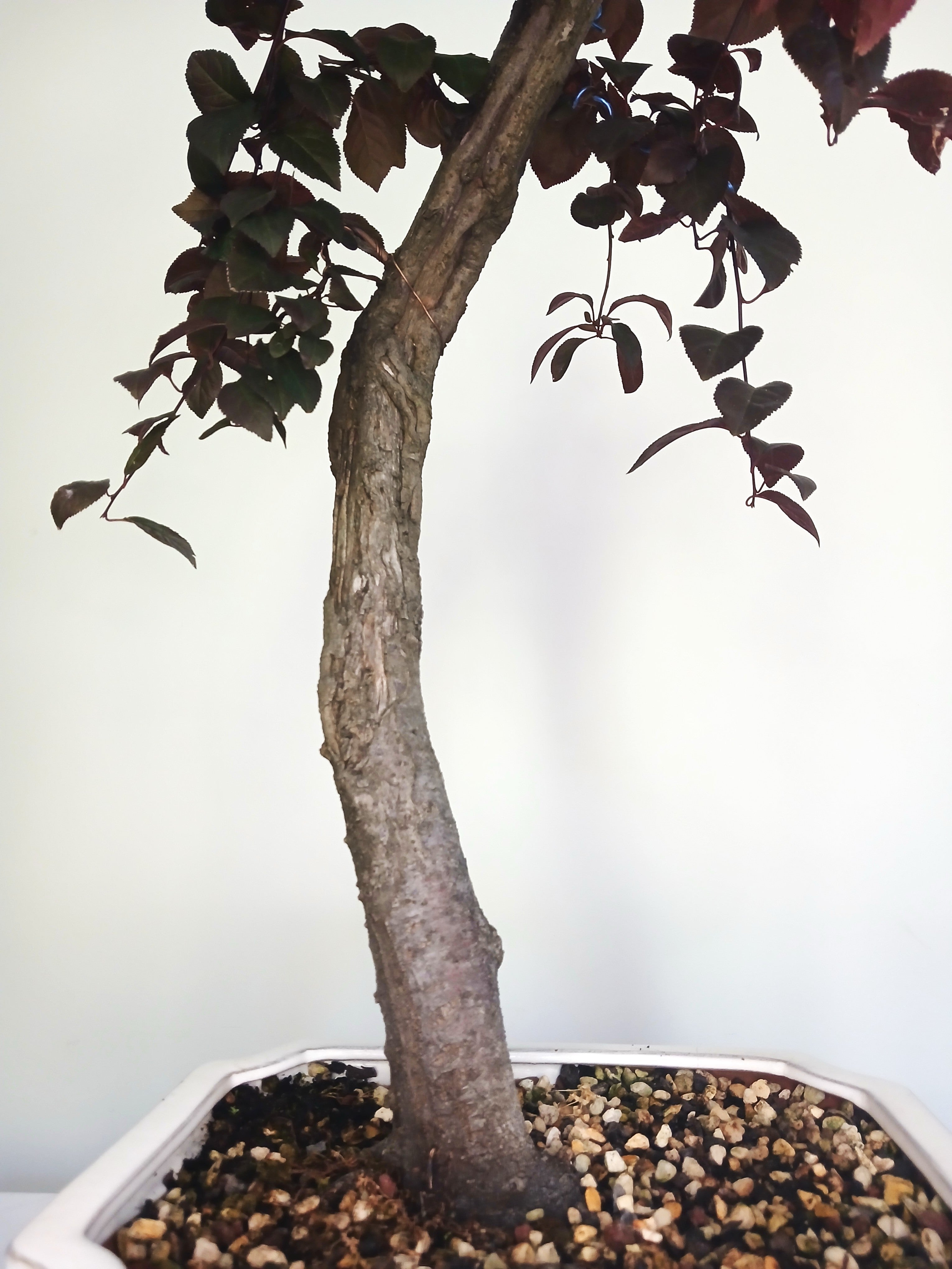 Bonsai Tree Cherry Plum - The Plant Warehouse NZ