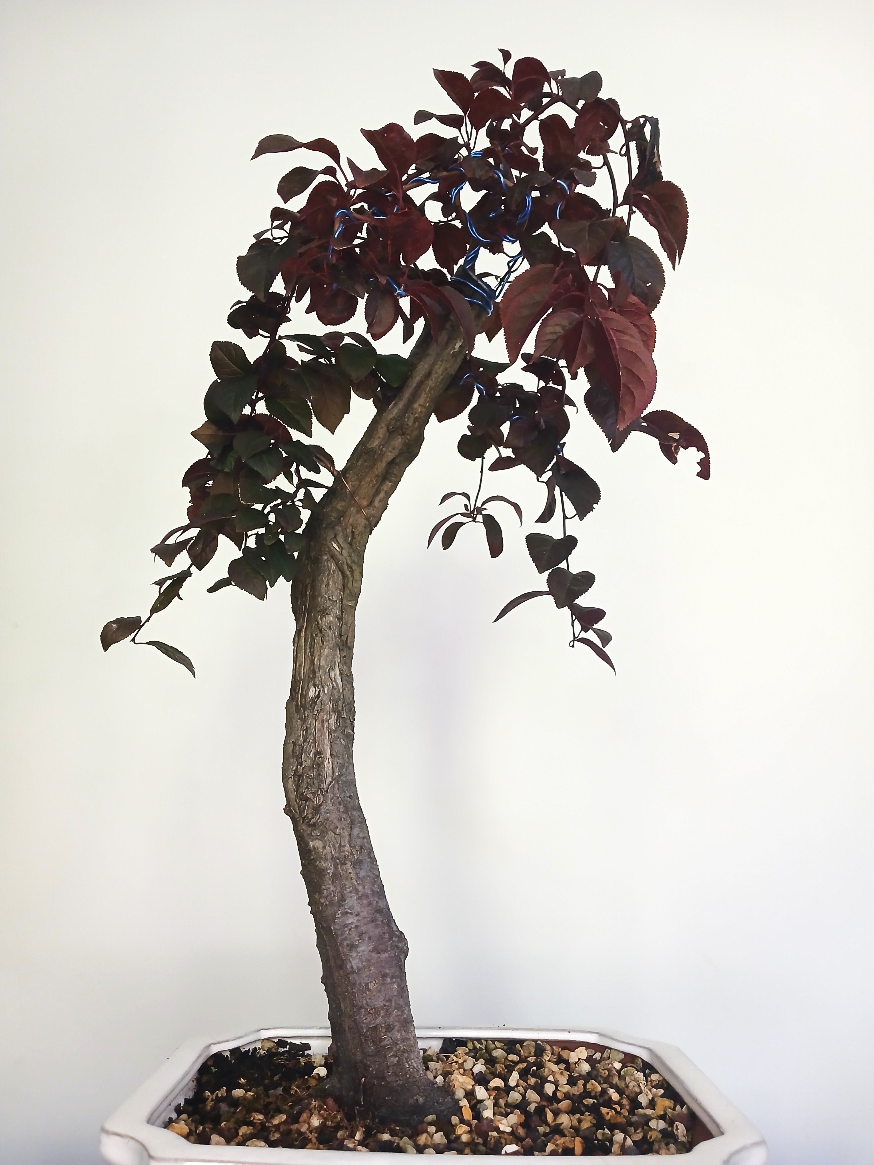 Bonsai Tree Cherry Plum - The Plant Warehouse NZ