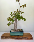 Bonsai Tree Cedar Elm - The Plant Warehouse NZ