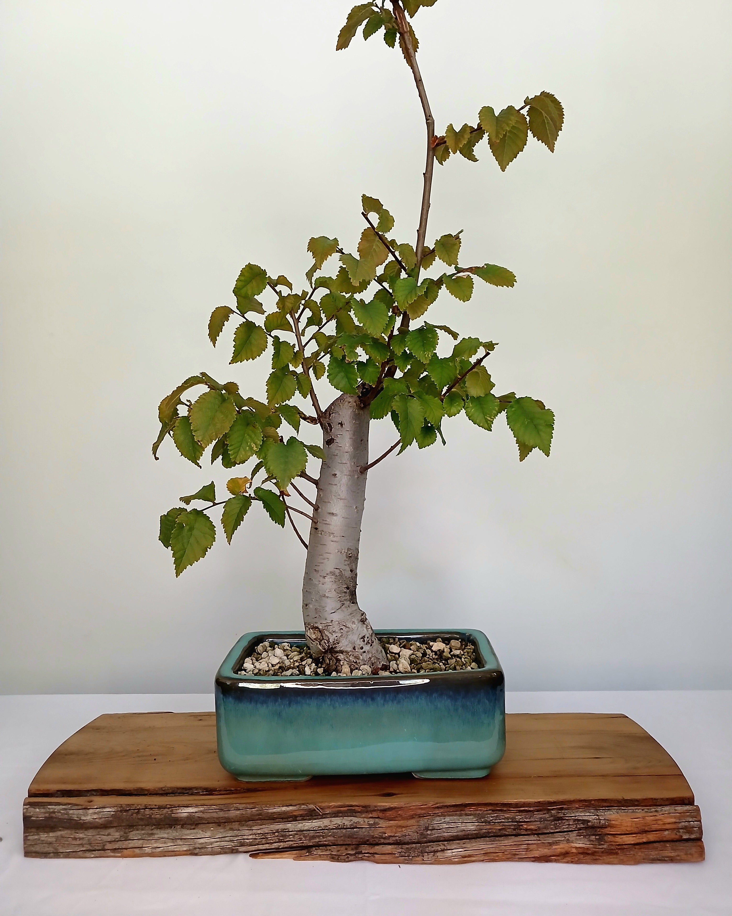 Bonsai Tree Cedar Elm - The Plant Warehouse NZ