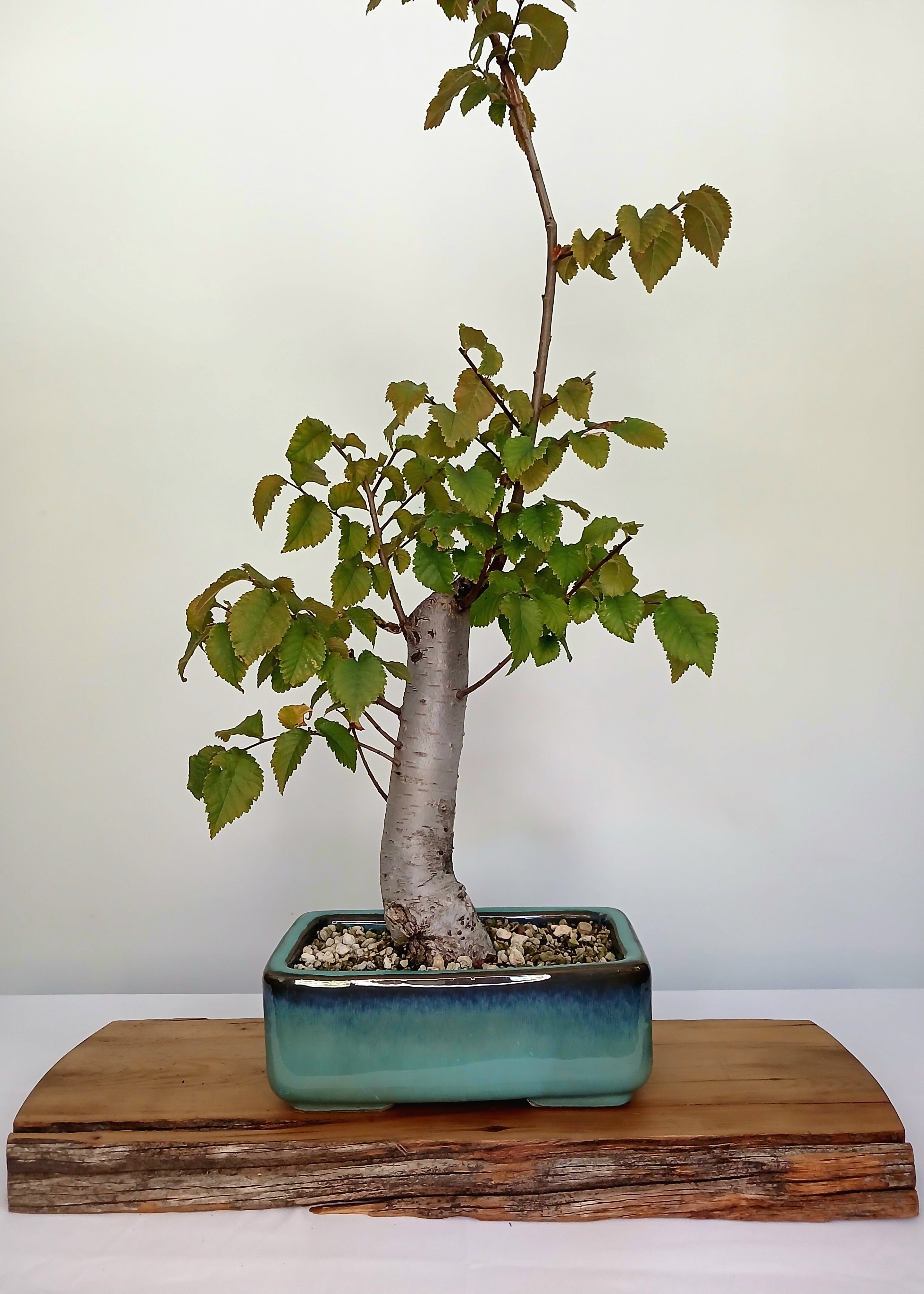 Bonsai Tree Cedar Elm - The Plant Warehouse NZ