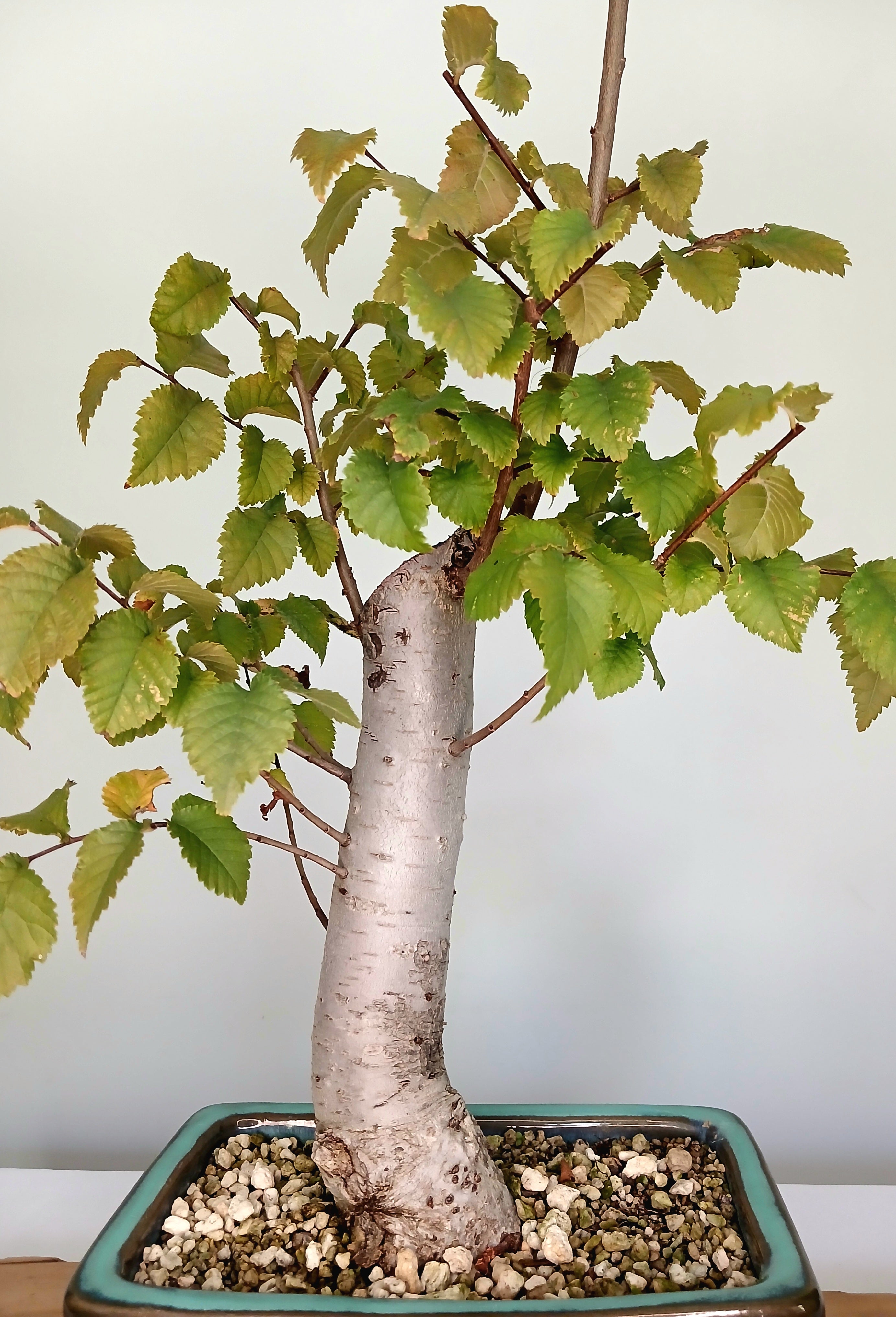 Bonsai Tree Cedar Elm - The Plant Warehouse NZ