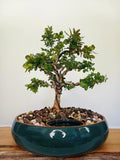 Bonsai tree - Buxus - The Plant Warehouse NZ