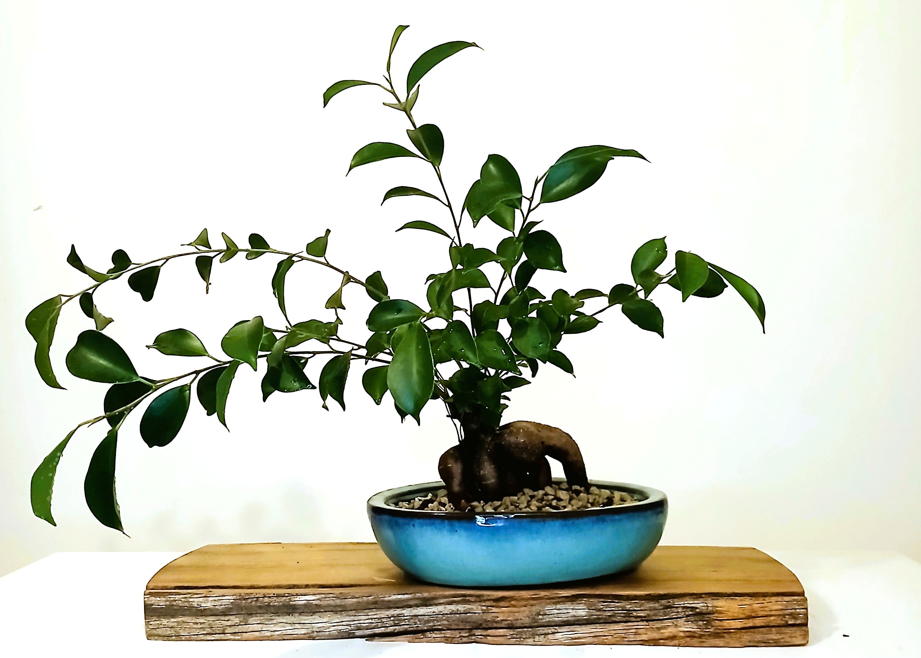 Indoor Bonsai — Ficus microcarpa — Ginseng Ficus — Blue Glazed Ceramic Pot - The Plant Warehouse NZ
