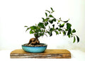Indoor Bonsai — Ficus microcarpa — Ginseng Ficus — Blue Glazed Ceramic Pot - The Plant Warehouse NZ