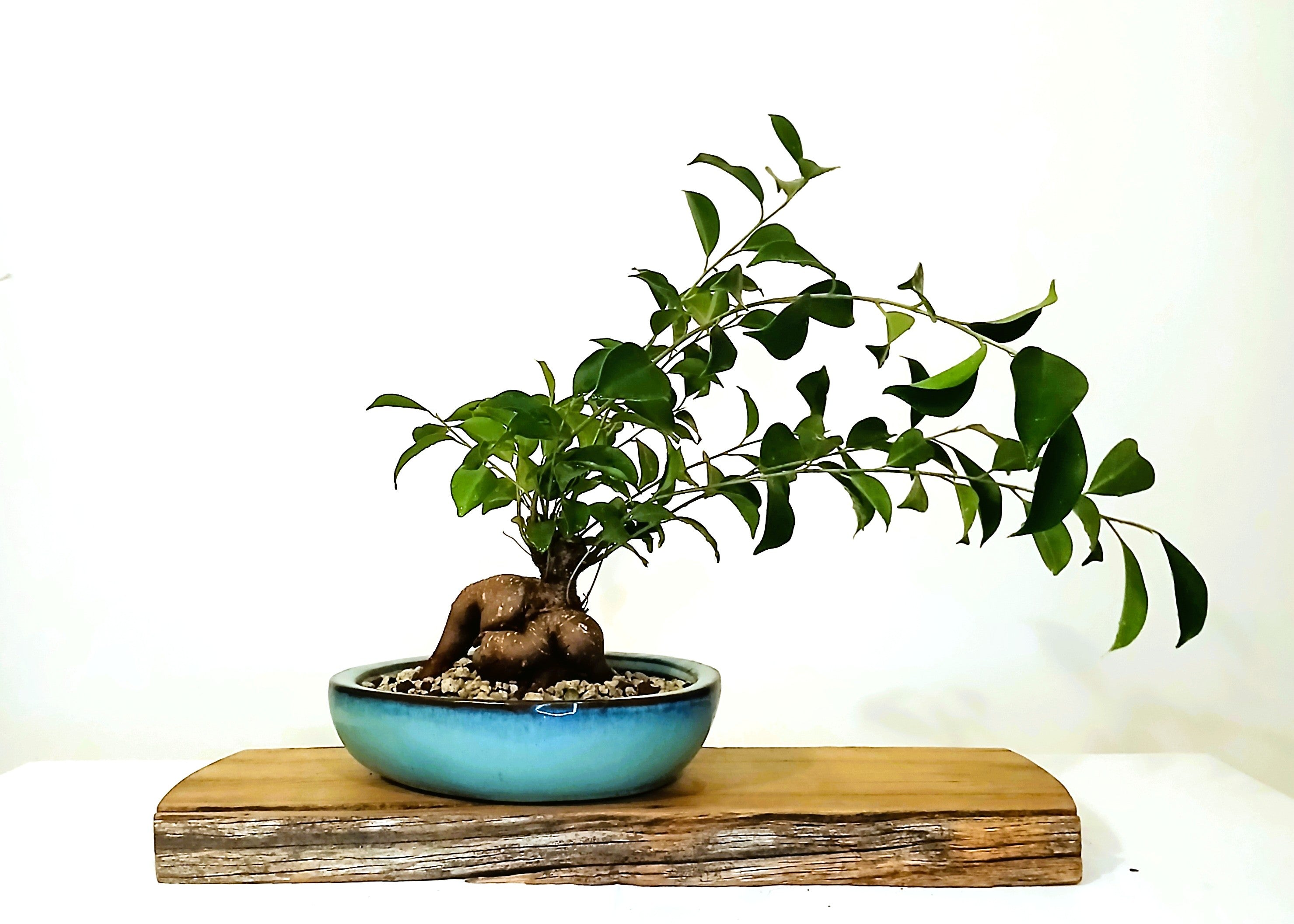 Indoor Bonsai — Ficus microcarpa — Ginseng Ficus — Blue Glazed Ceramic Pot - The Plant Warehouse NZ