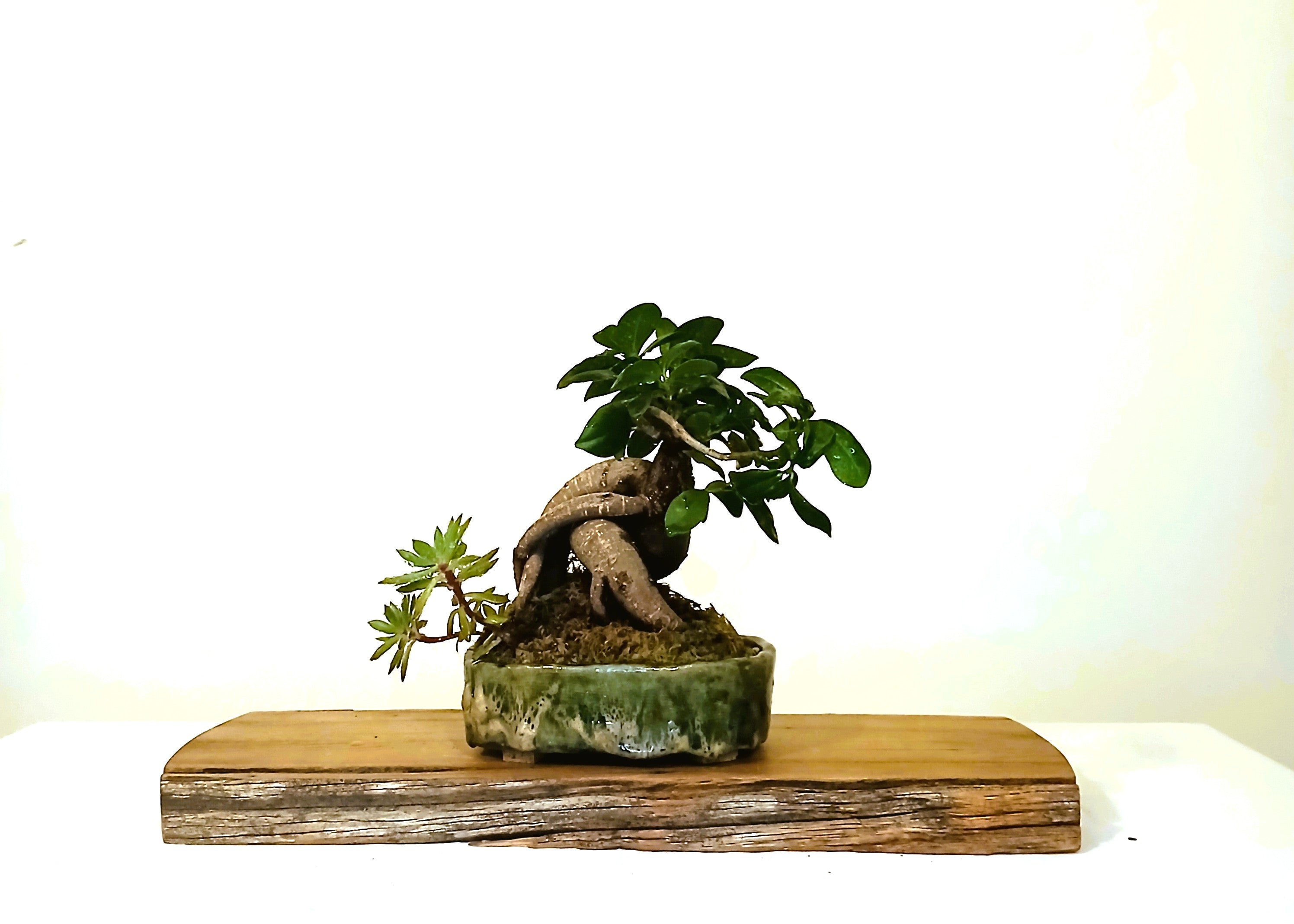 Indoor Bonsai — Ficus microcarpa — Australian Artisan Ceramic Pot - The Plant Warehouse NZ