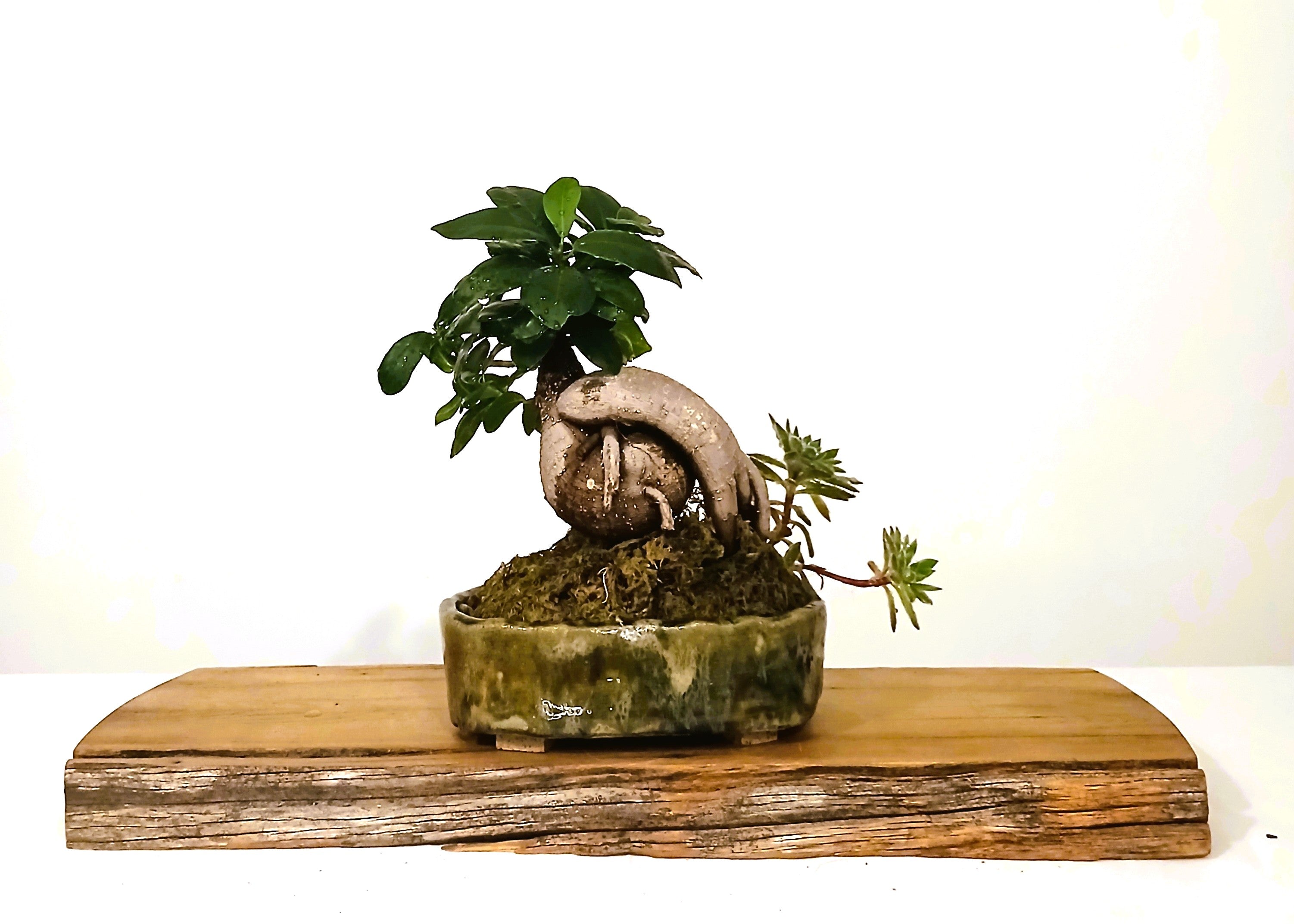 Indoor Bonsai — Ficus microcarpa — Australian Artisan Ceramic Pot - The Plant Warehouse NZ