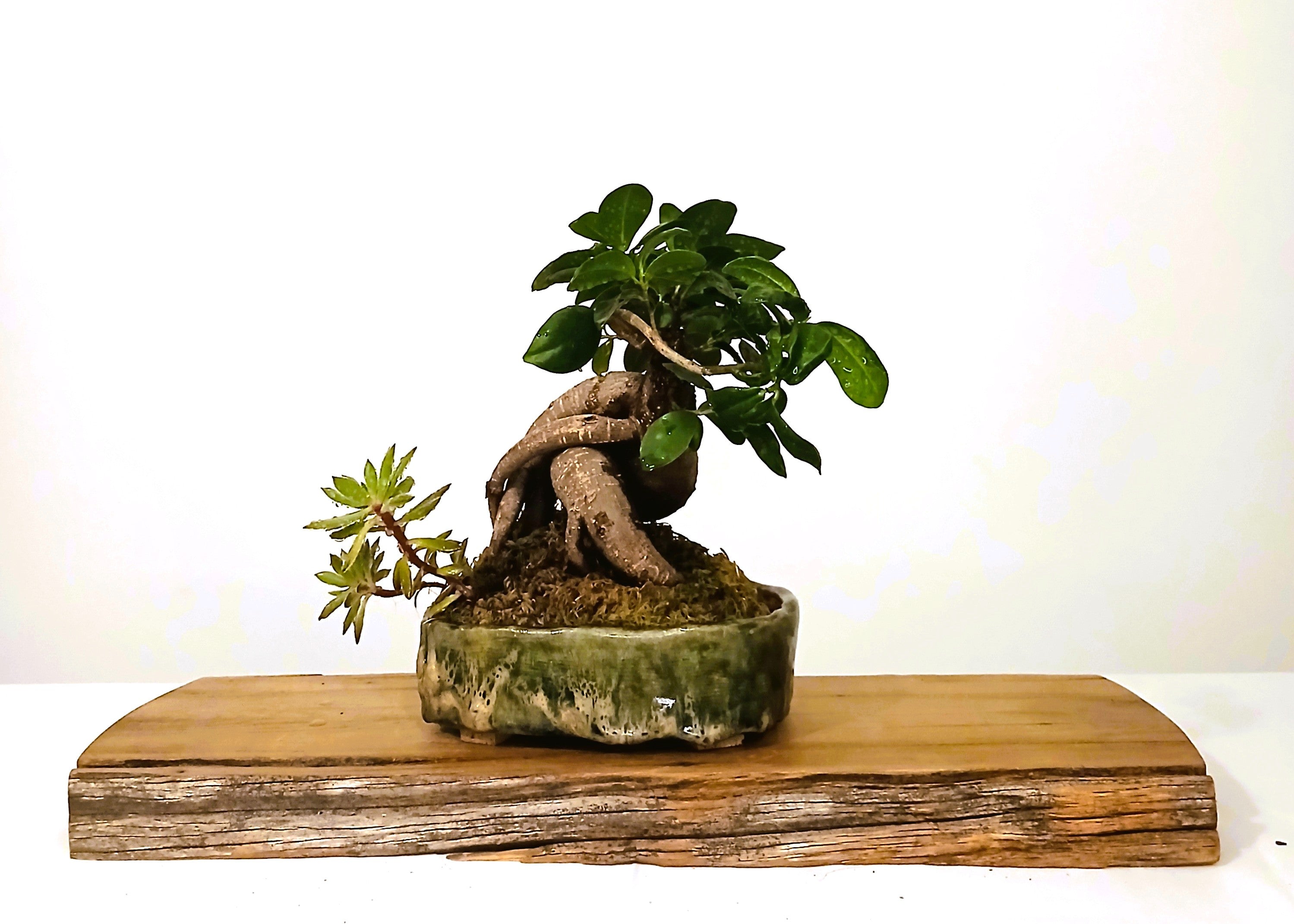 Indoor Bonsai — Ficus microcarpa — Australian Artisan Ceramic Pot - The Plant Warehouse NZ