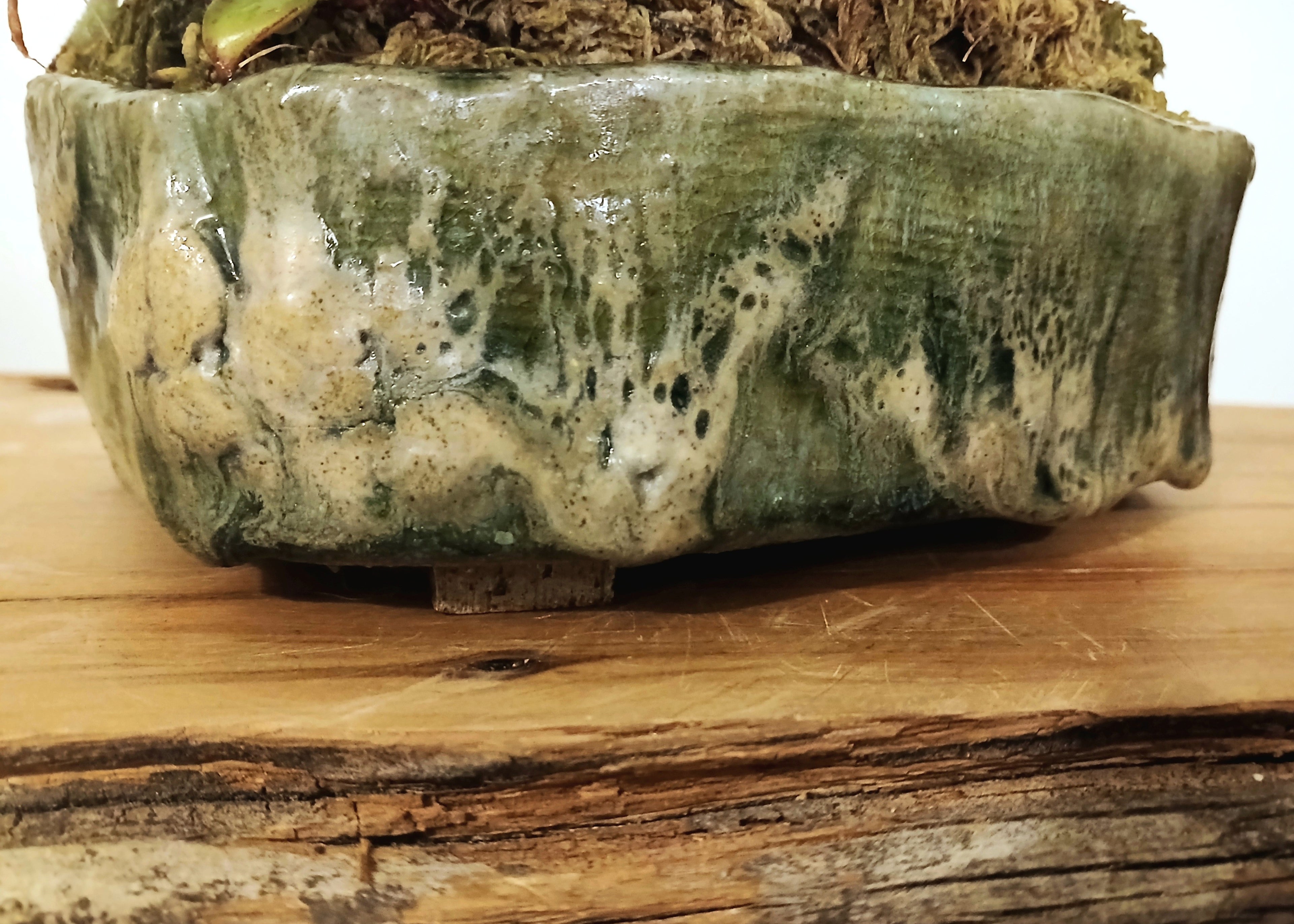 Indoor Bonsai — Ficus microcarpa — Australian Artisan Ceramic Pot - The Plant Warehouse NZ