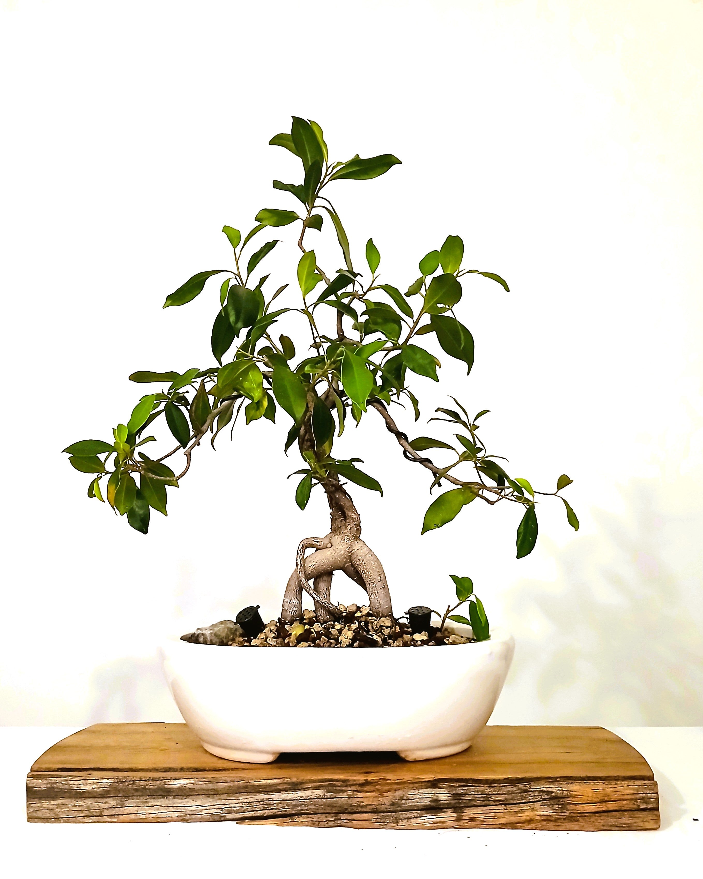Indoor Bonsai — Ficus microcarpa — Ginseng Ficus — White Oval Ceramic Pot - The Plant Warehouse NZ