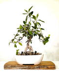 Indoor Bonsai — Ficus microcarpa — Ginseng Ficus — White Oval Ceramic Pot - The Plant Warehouse NZ