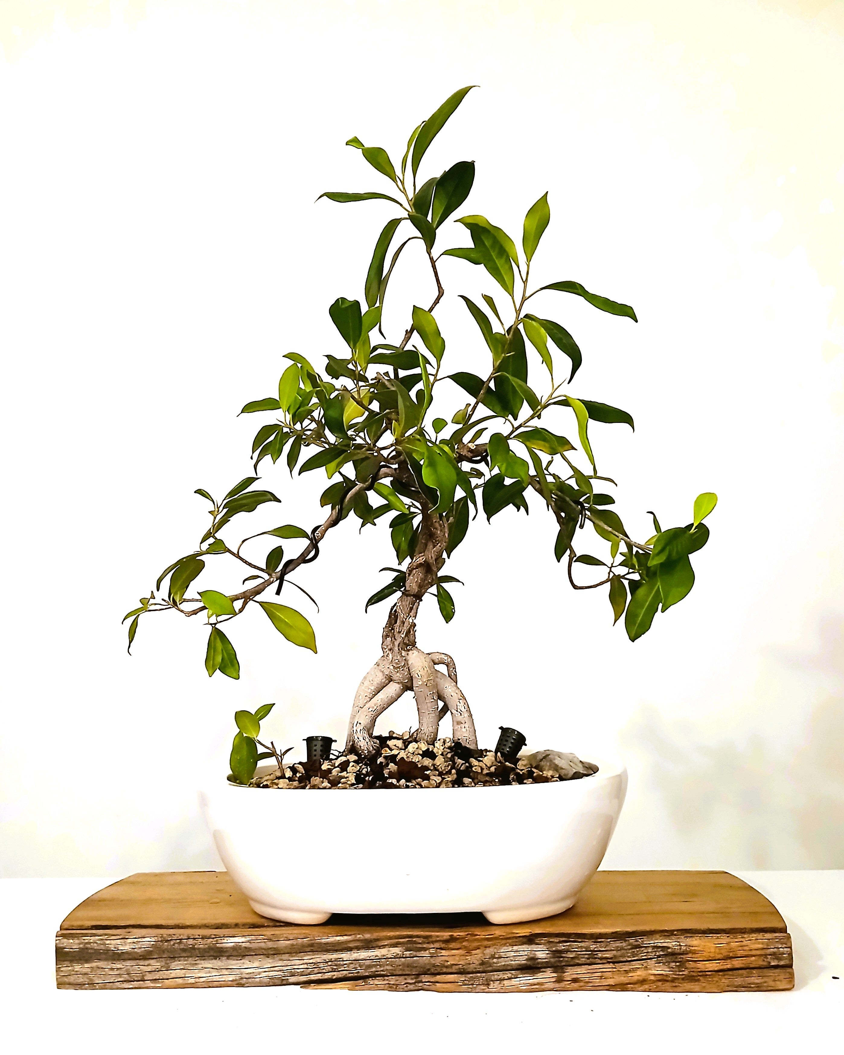 Indoor Bonsai — Ficus microcarpa — Ginseng Ficus — White Oval Ceramic Pot - The Plant Warehouse NZ