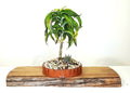 Encouraging Desk Buddies — Dracaena marginata — NZ Handmade Terracotta Pot - The Plant Warehouse NZ