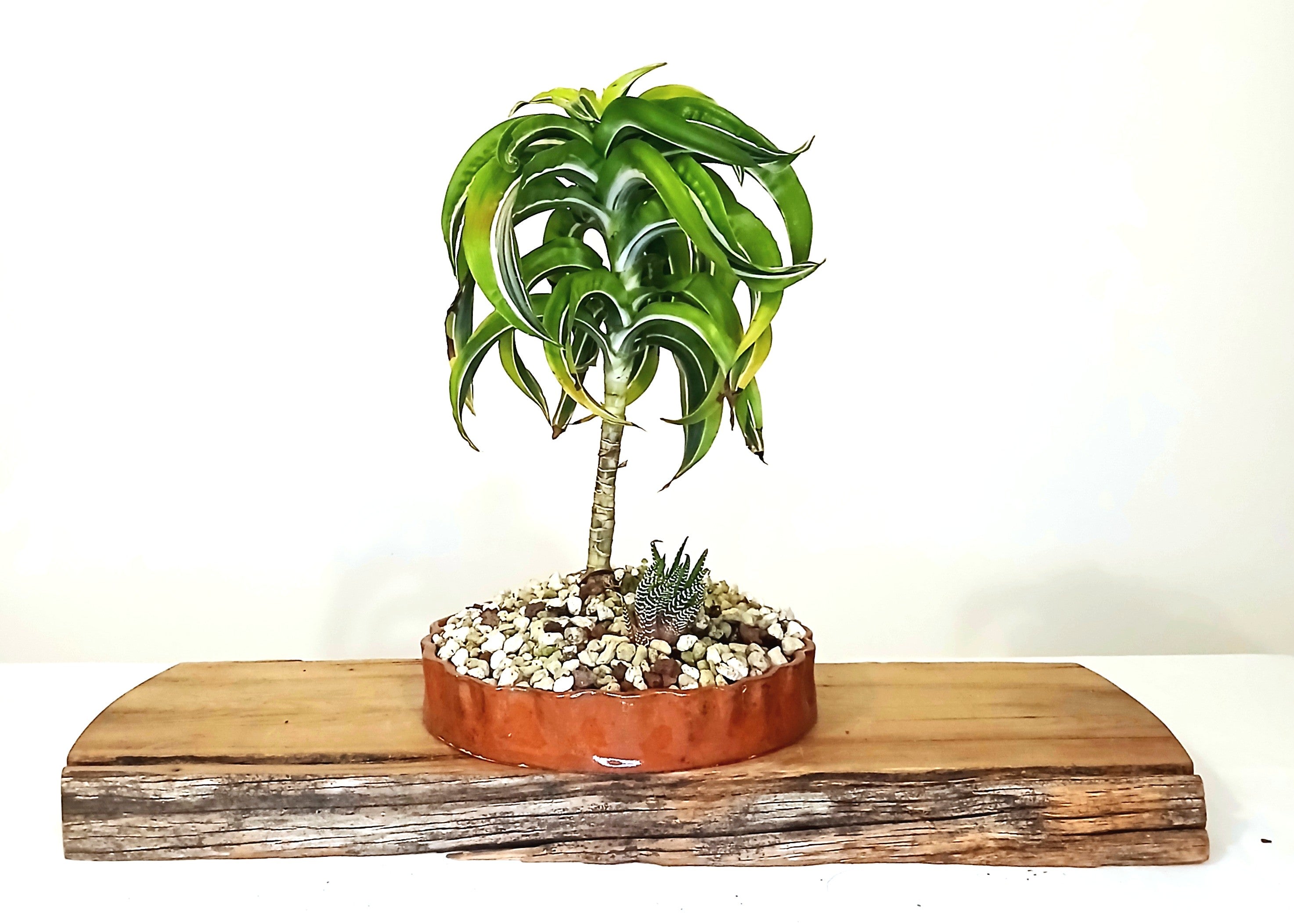 Encouraging Desk Buddies — Dracaena marginata — NZ Handmade Terracotta Pot - The Plant Warehouse NZ