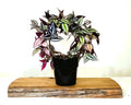 Indoor Houseplant Tradescantia Zebrina - [variety] - The Plant Warehouse NZ