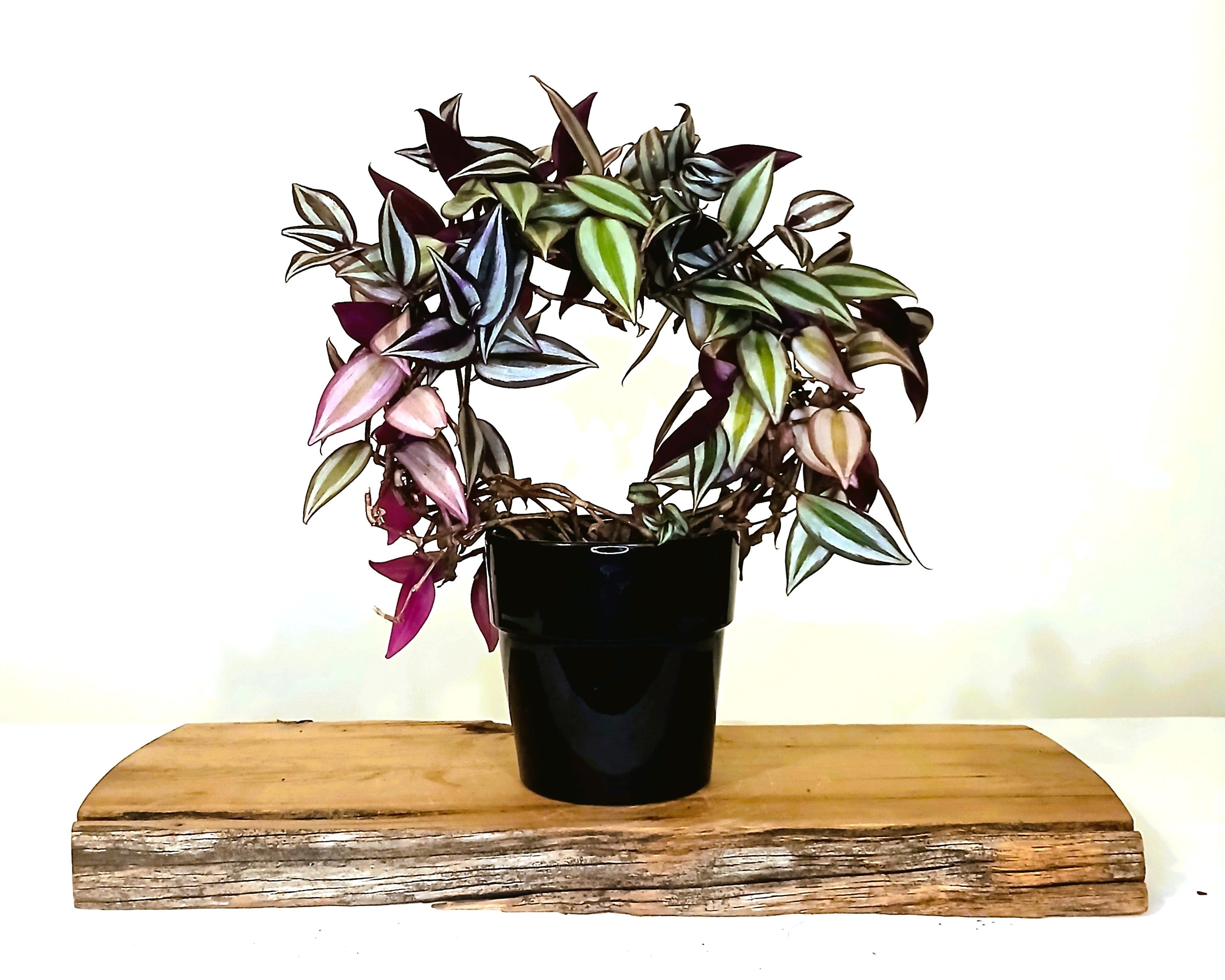 Indoor Houseplant Tradescantia Zebrina - [variety] - The Plant Warehouse NZ