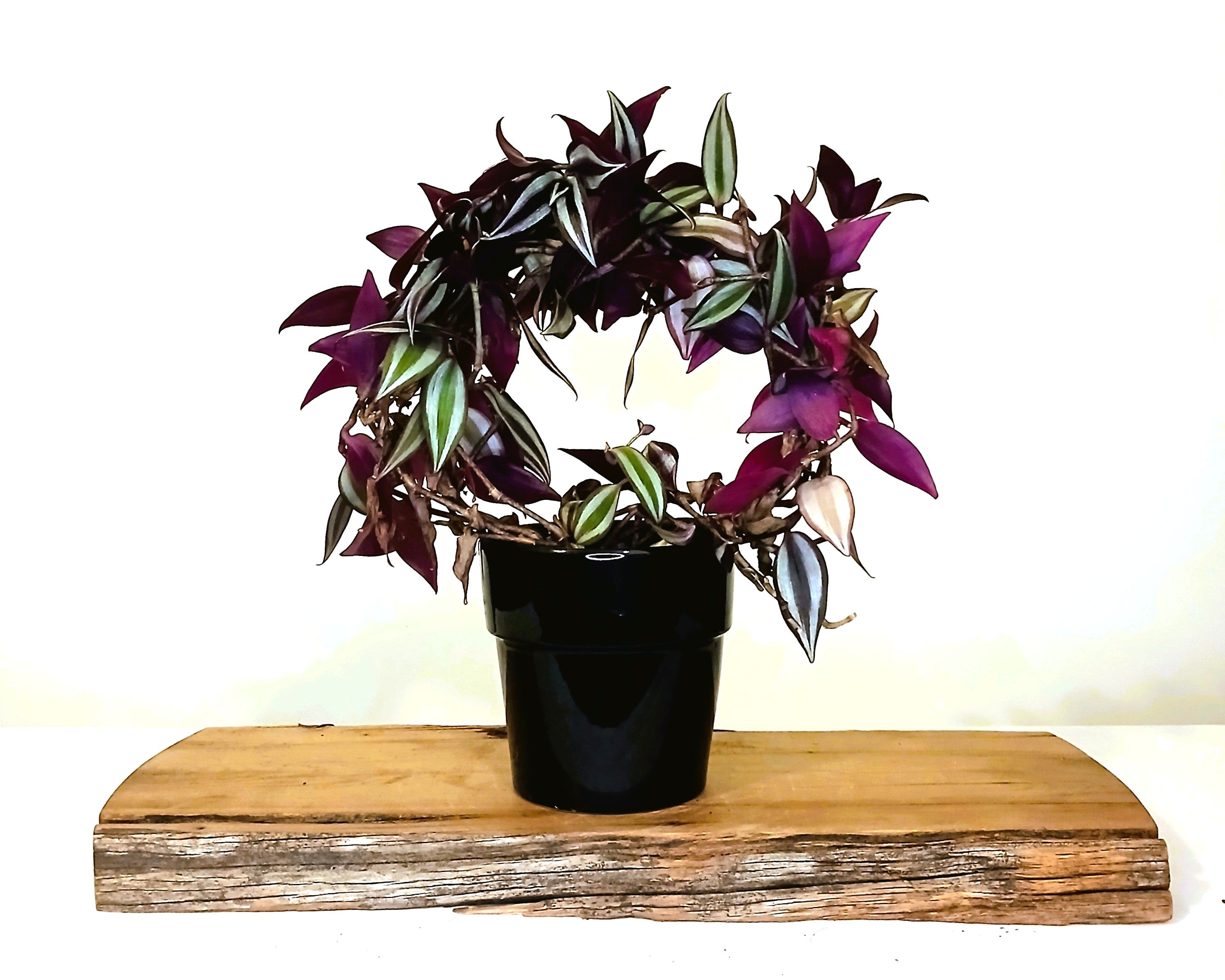 Indoor Houseplant Tradescantia Zebrina - [variety] - The Plant Warehouse NZ