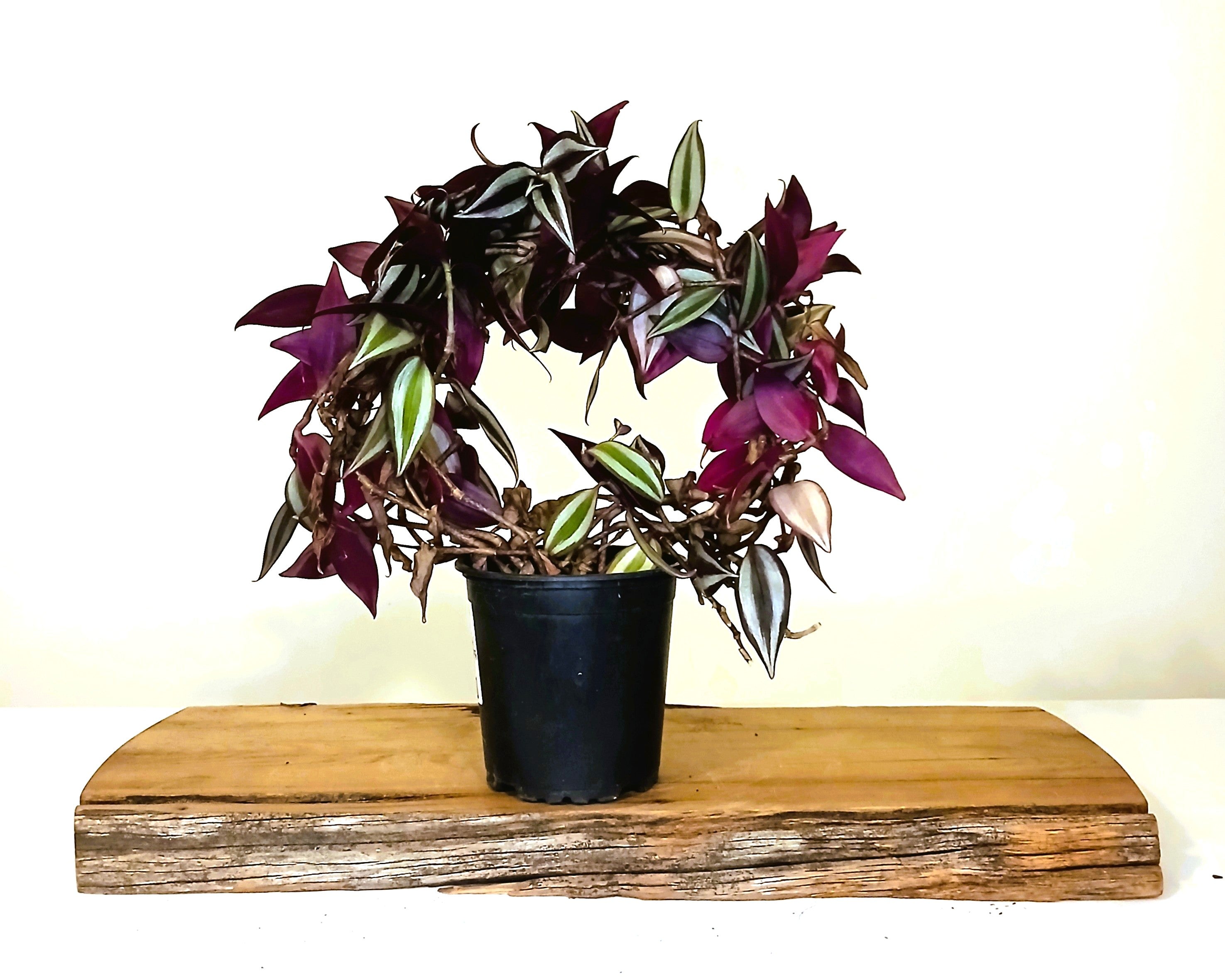 Indoor Houseplant Tradescantia Zebrina - [variety] - The Plant Warehouse NZ