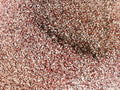 Premium Plant Propagation Sand - Fine Pumice & Scoria 2.2 L - The Plant Warehouse NZ
