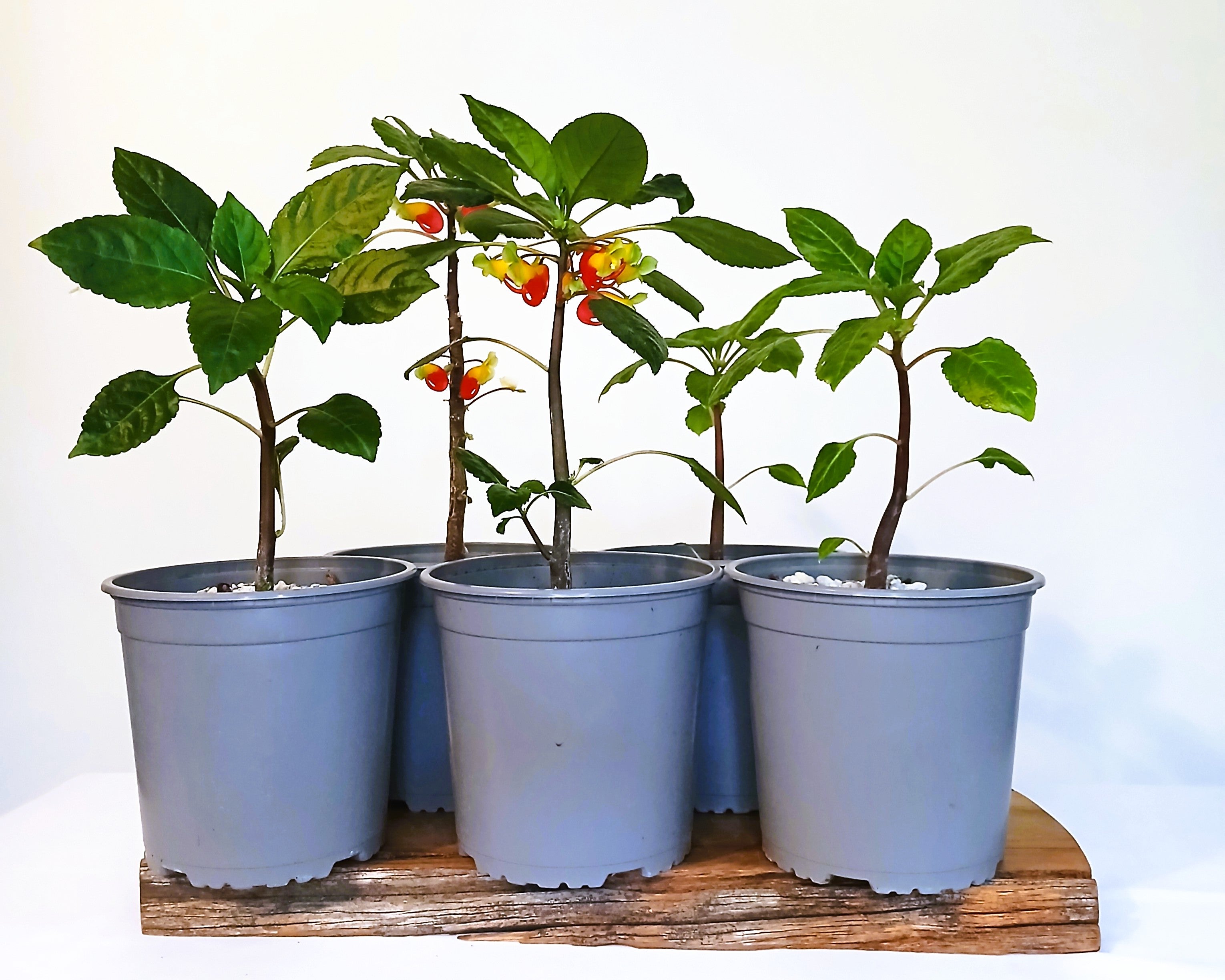 Parrot Impatience - Impatiens niamniamensis 1.9L pot - The Plant Warehouse NZ