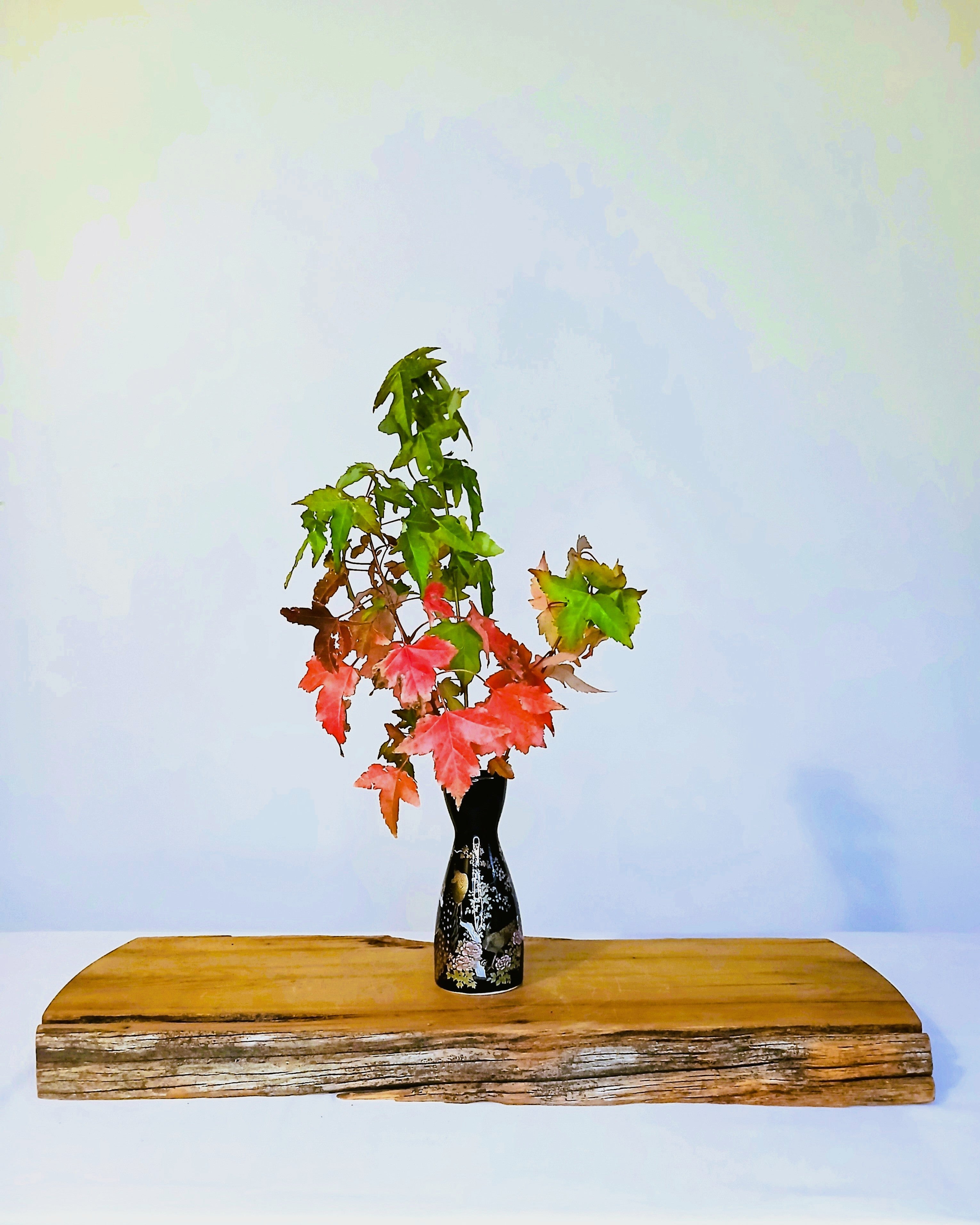 Japanese Black Porcelain Tokkuri Vase — Peacock & Peony - The Plant Warehouse NZ