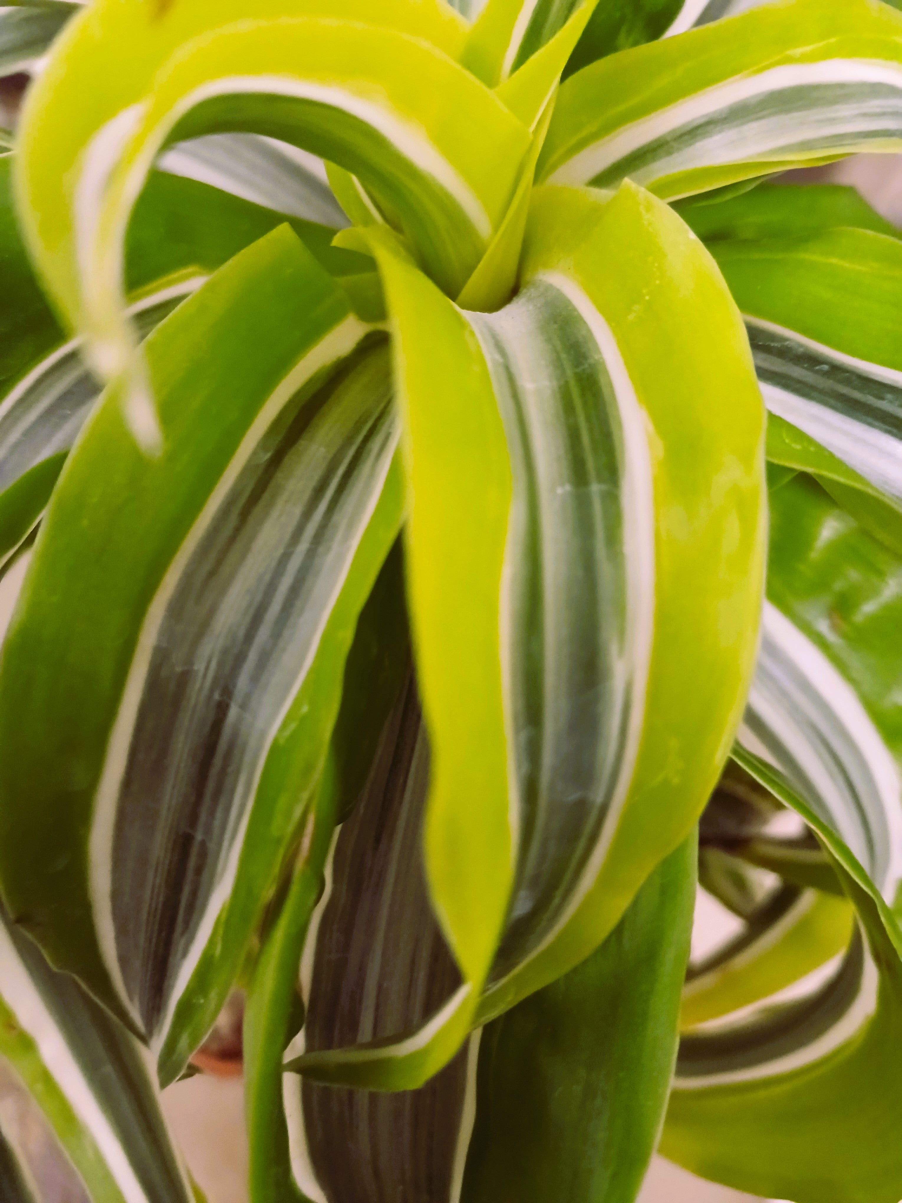 Encouraging Desk Buddies — Dracaena marginata — NZ Handmade Terracotta Pot - The Plant Warehouse NZ