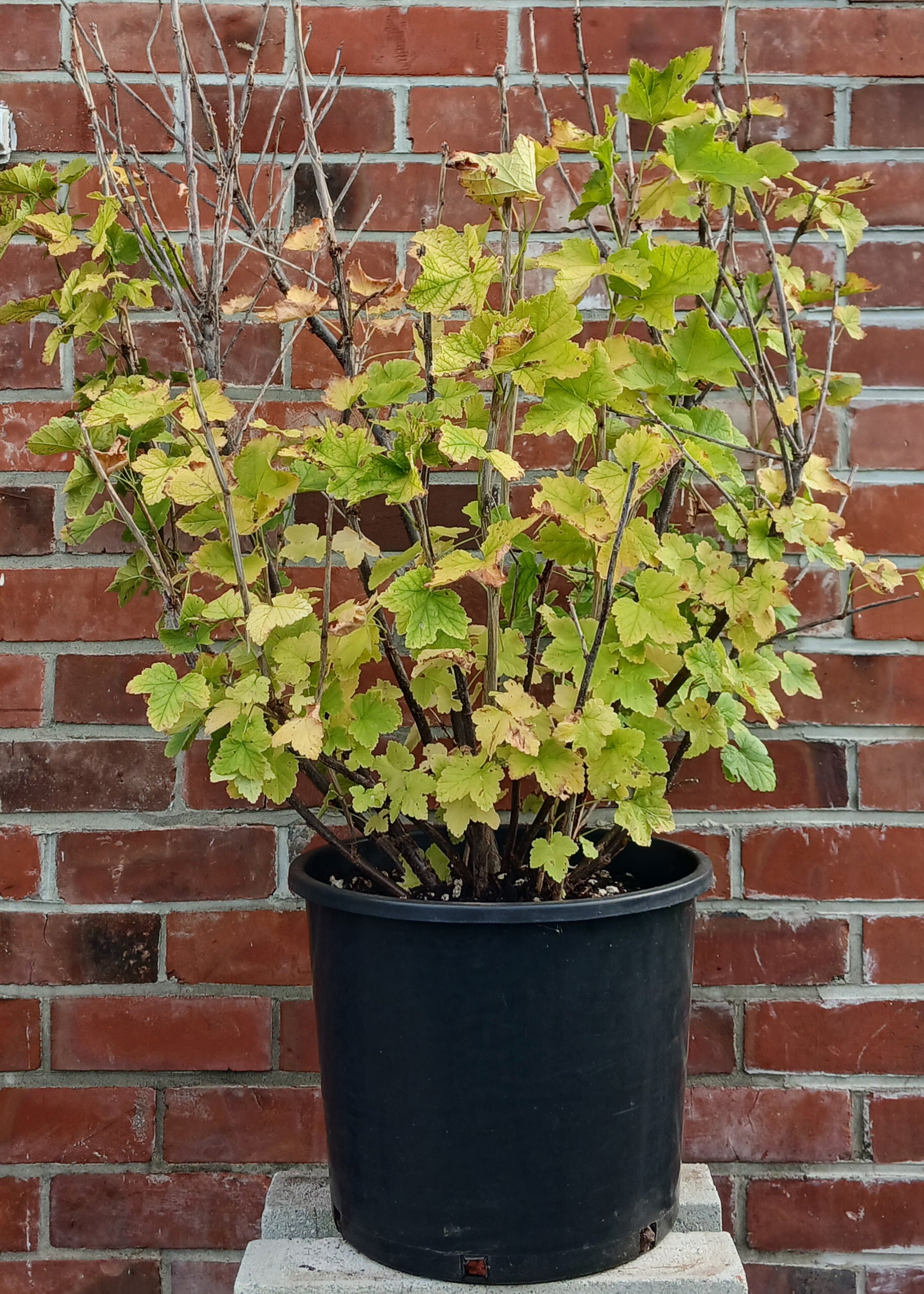 Red Currant — Ribes rubrum / XL 21L (Established) - The Plant Warehouse NZ