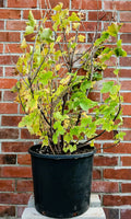 Red Currant — Ribes rubrum / XL 21L (Established) - The Plant Warehouse NZ