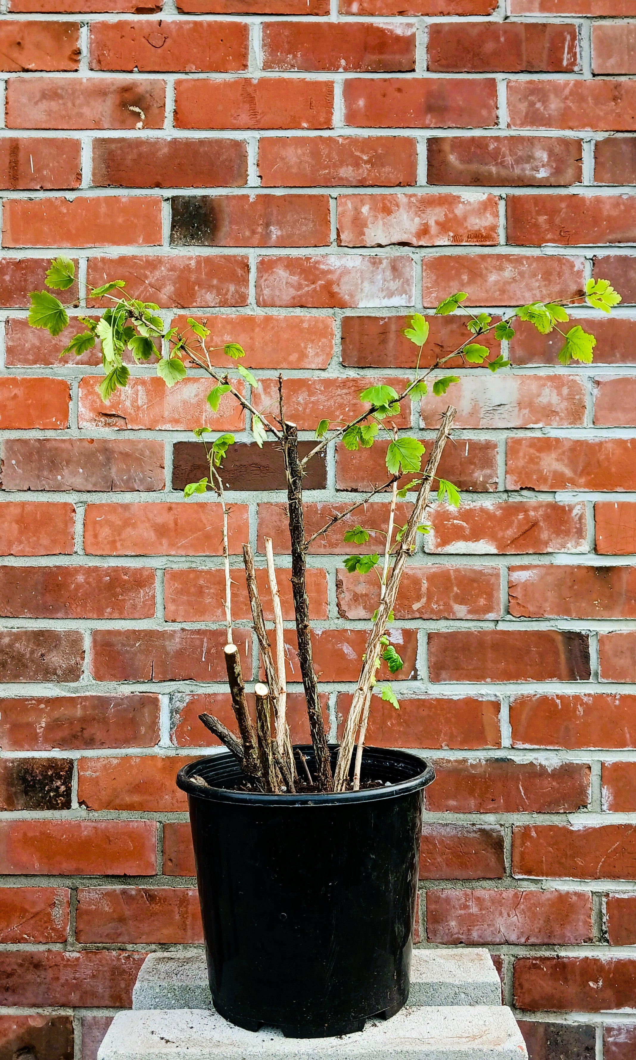Gooseberry — Ribes uva-crispa / Large 12L - The Plant Warehouse NZ