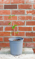 Gooseberry — Ribes uva-crispa / Starter 2L - The Plant Warehouse NZ