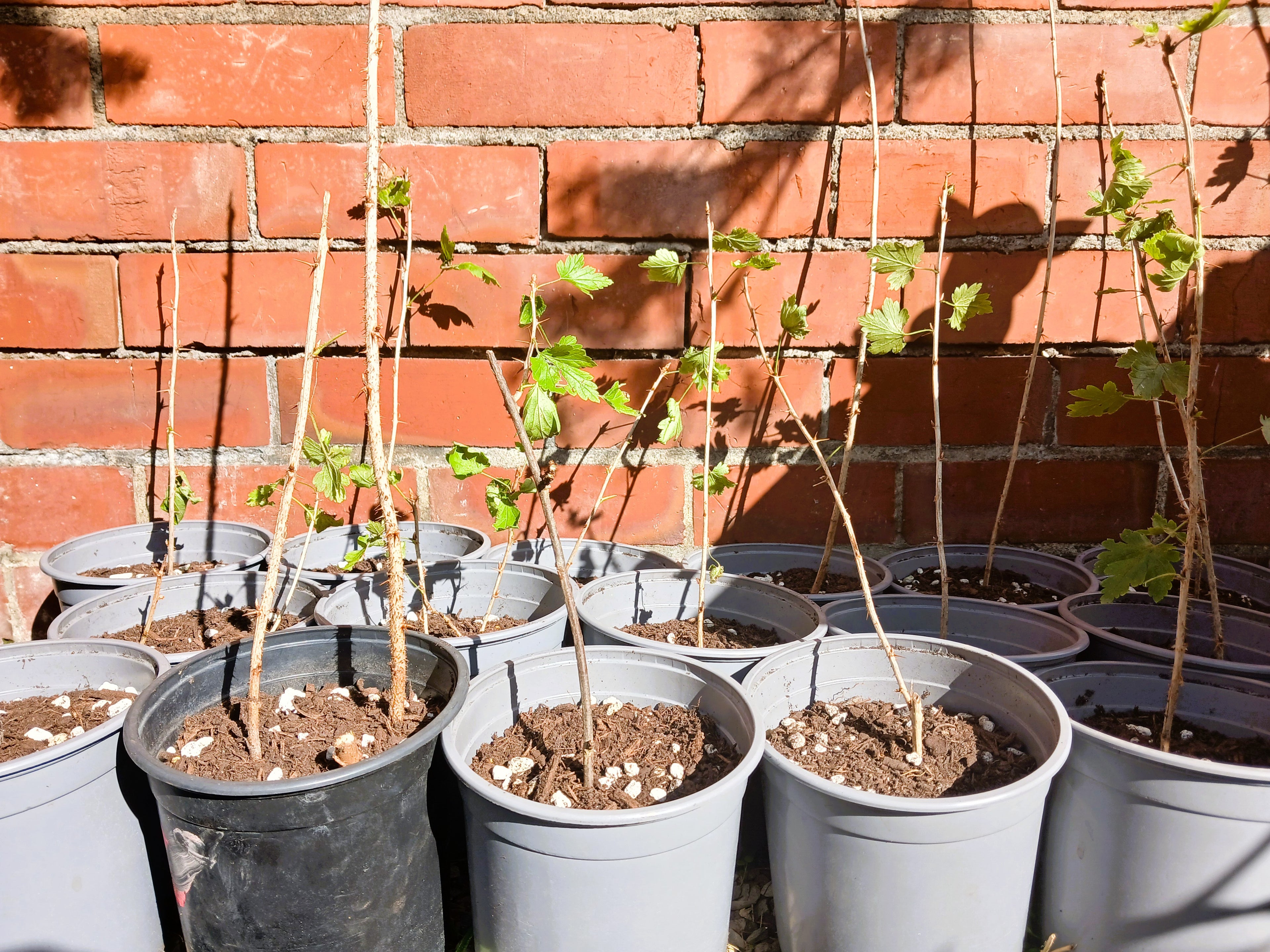 Gooseberry — Ribes uva-crispa / Starter 2L - The Plant Warehouse NZ