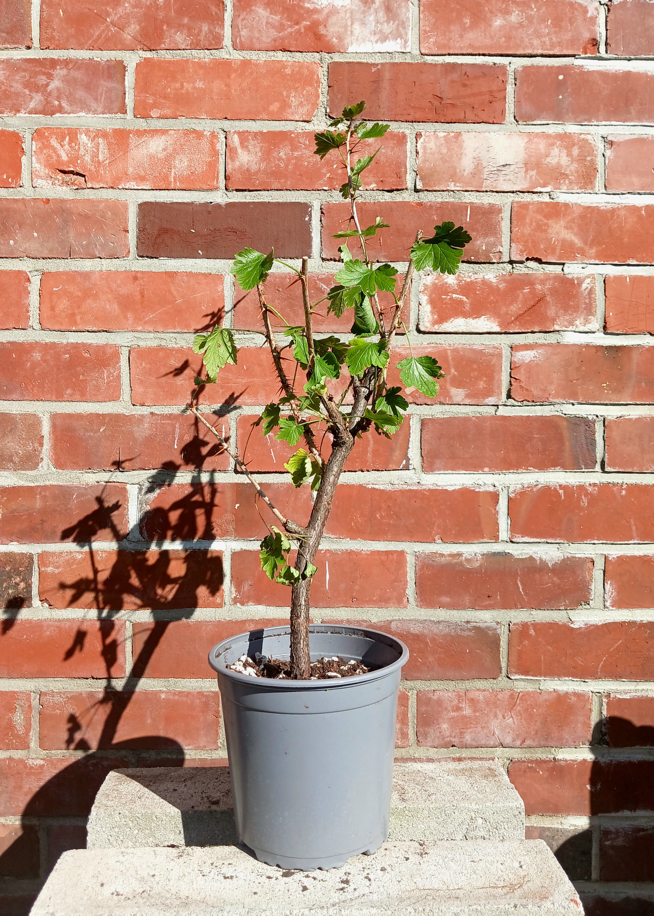 Gooseberry — Ribes uva-crispa / Starter 2L (Established Canes) - The Plant Warehouse NZ