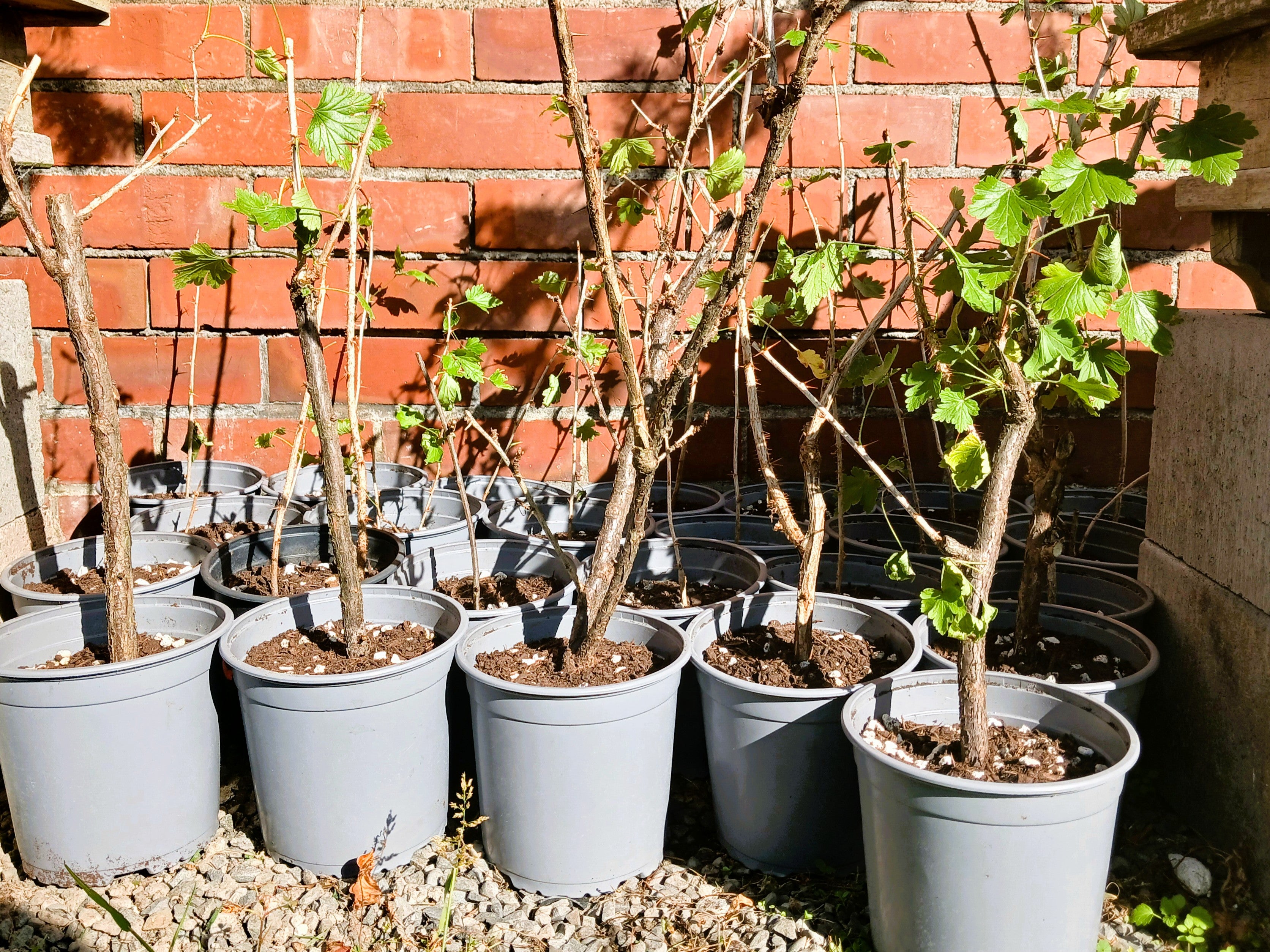 Gooseberry — Ribes uva-crispa / Starter 2L (Established Canes) - The Plant Warehouse NZ