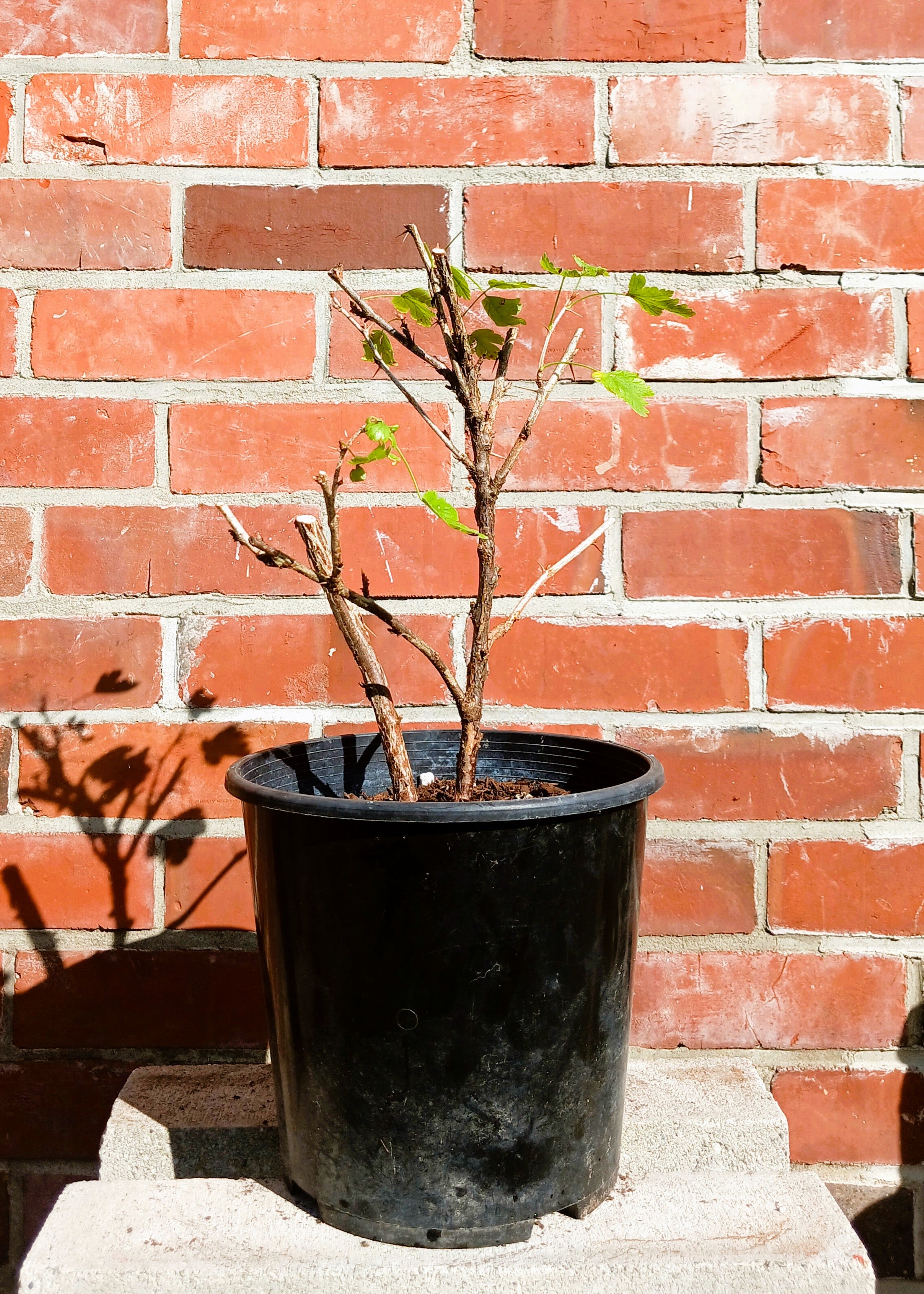 Gooseberry — Ribes uva-crispa / Medium 8L - The Plant Warehouse NZ