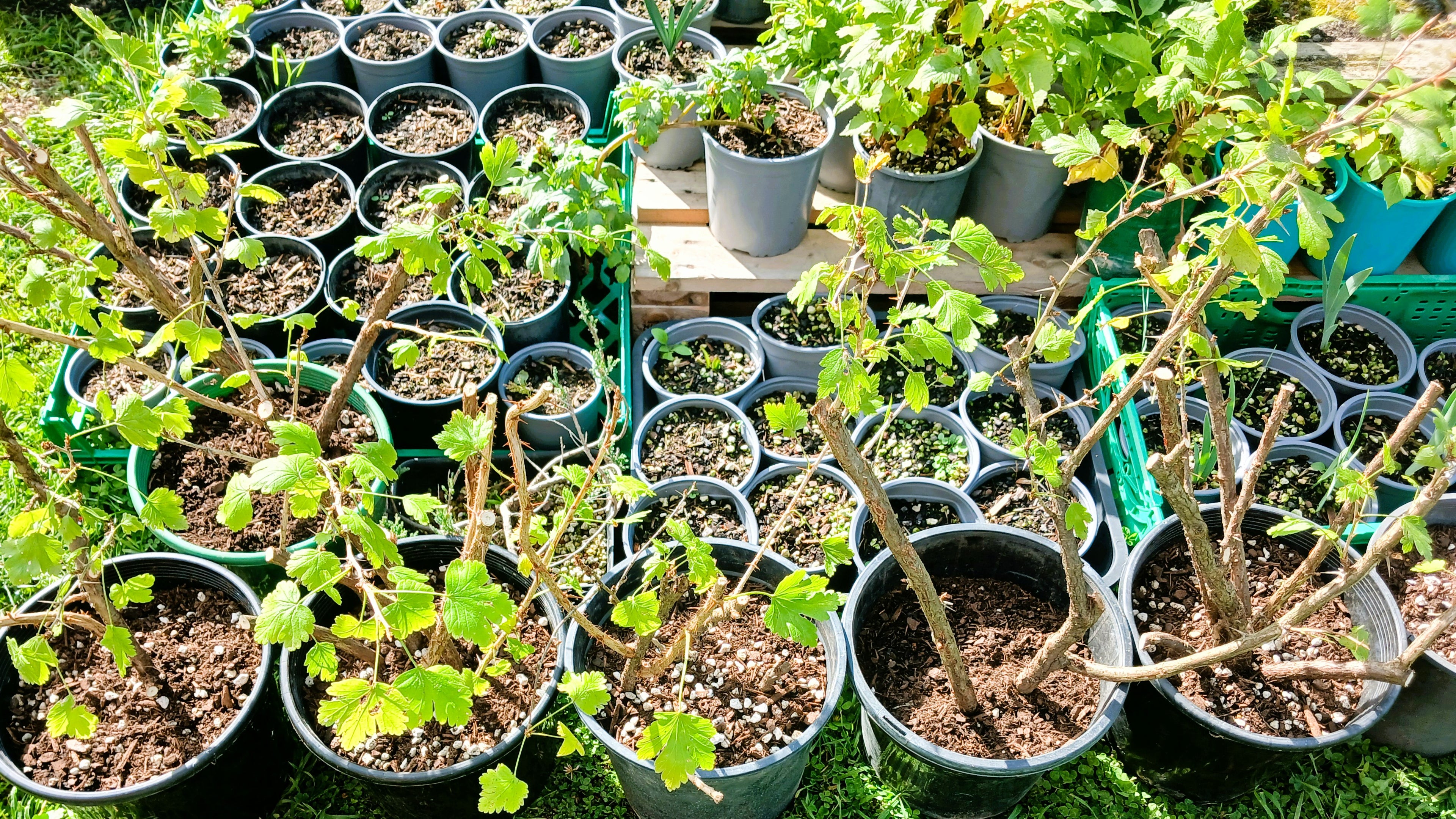 Gooseberry — Ribes uva-crispa / Large 12L - The Plant Warehouse NZ