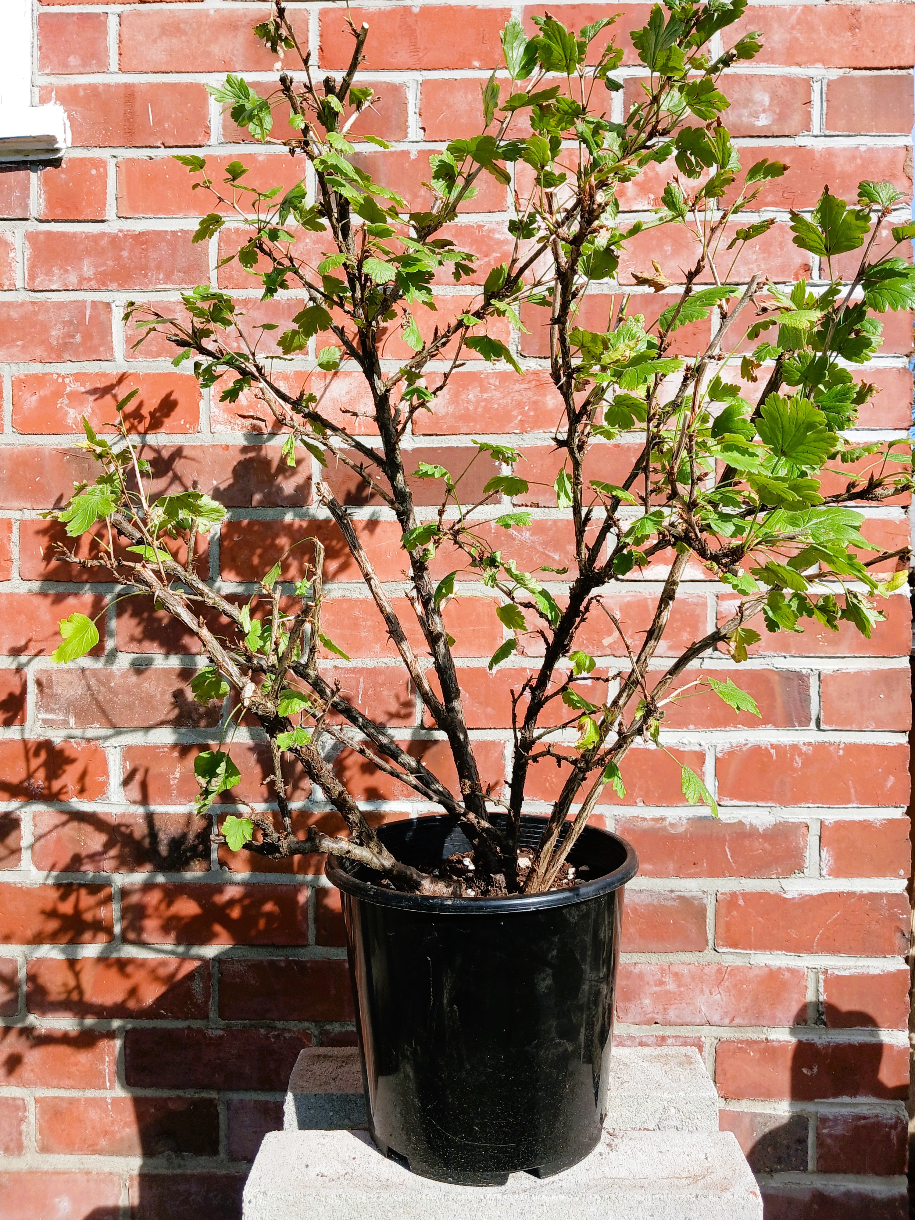 Gooseberry — Ribes uva-crispa / XL 21L - The Plant Warehouse NZ
