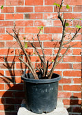 Gooseberry — Ribes uva-crispa / XL 21L (Bare Canes) - The Plant Warehouse NZ