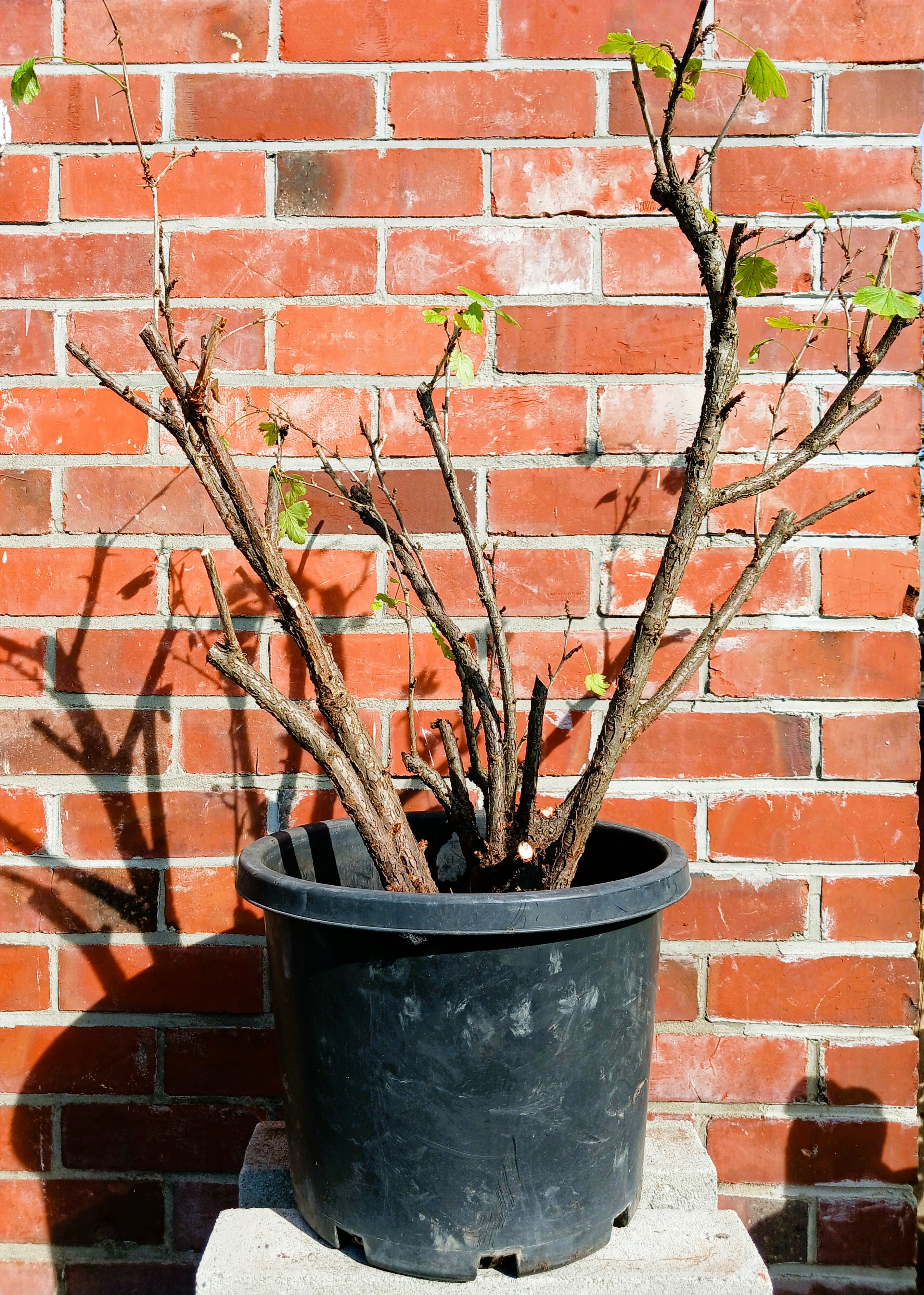 Gooseberry — Ribes uva-crispa / XL 21L (Bare Canes) - The Plant Warehouse NZ