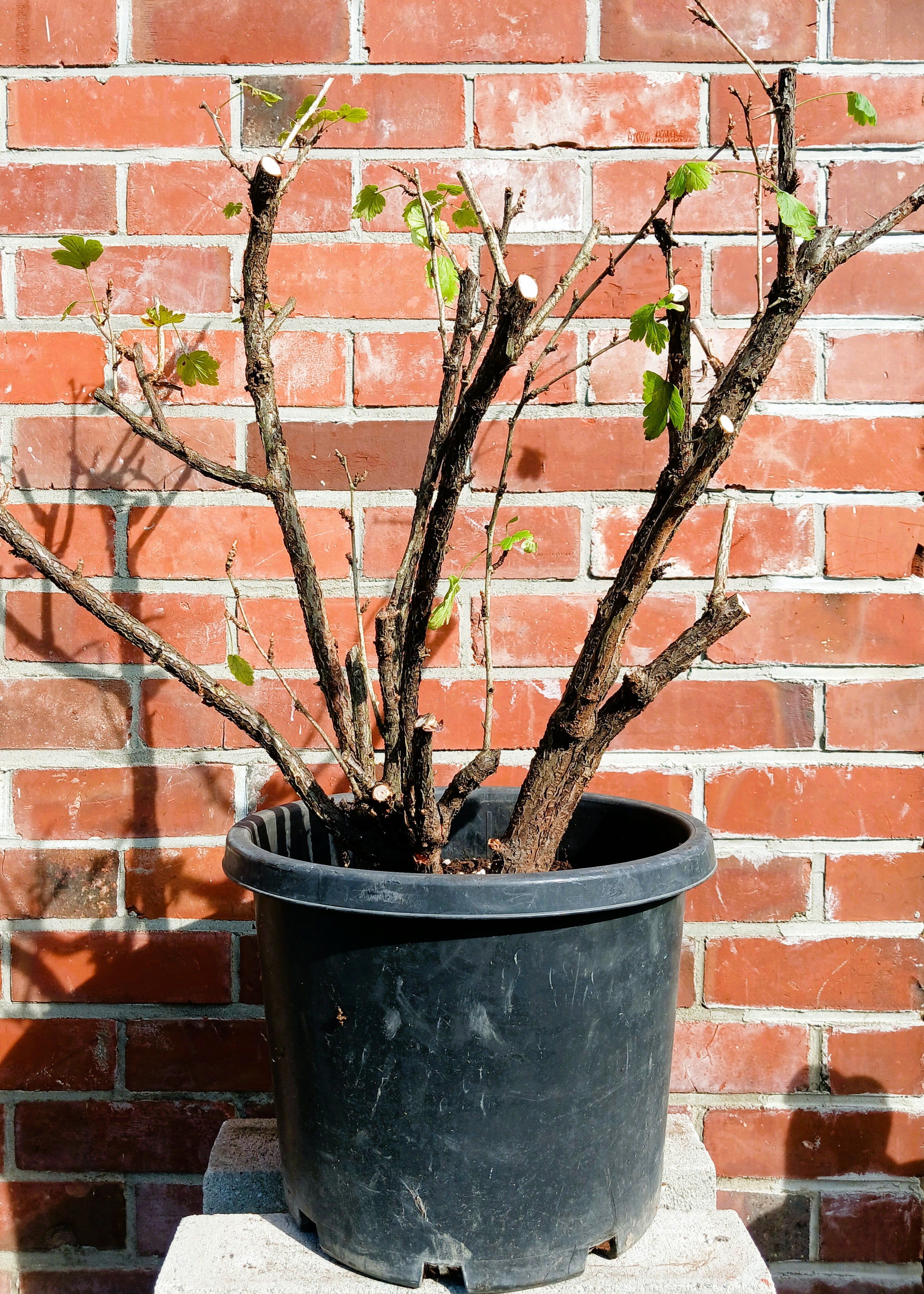 Gooseberry — Ribes uva-crispa / XL 21L (Bare Canes) - The Plant Warehouse NZ